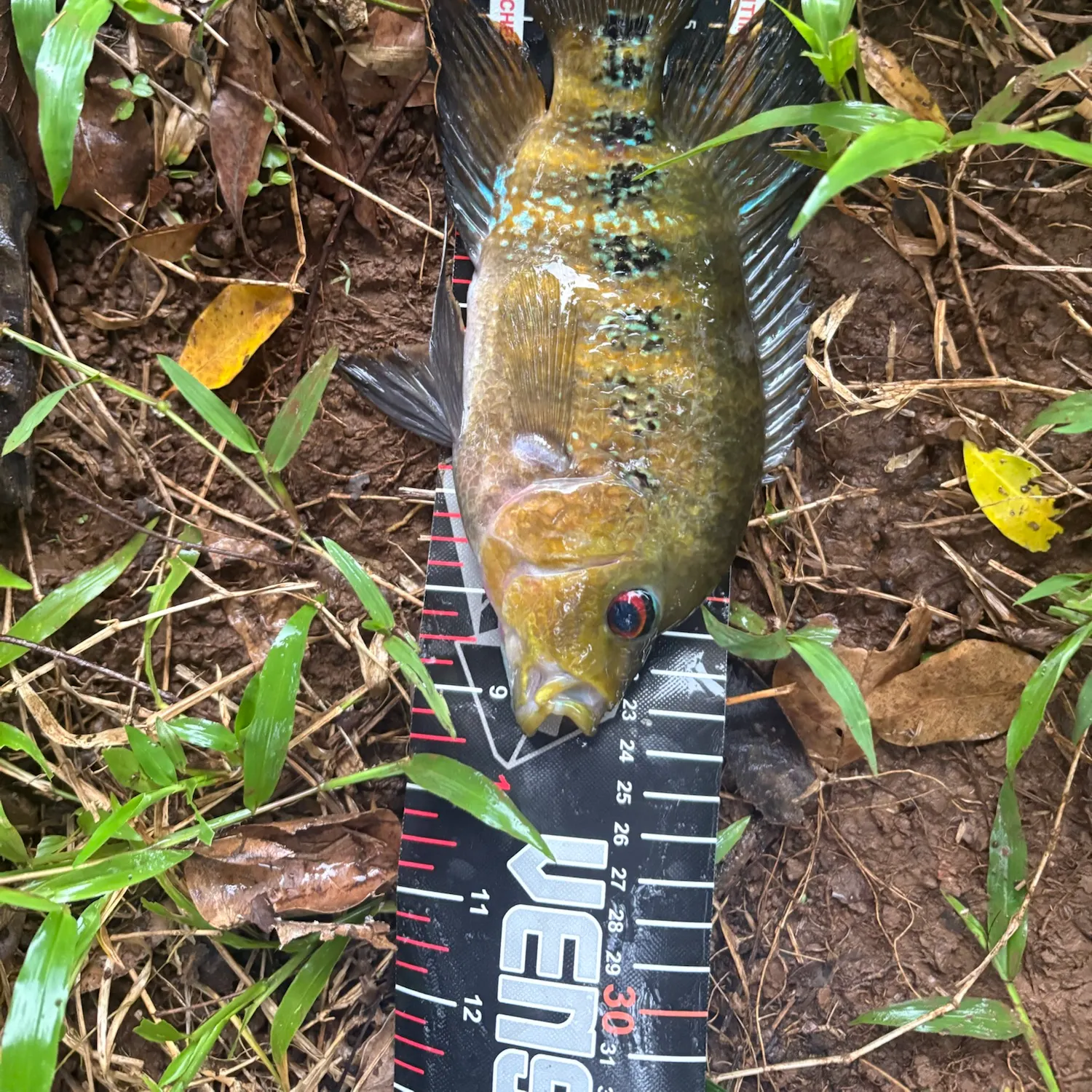Fish caught on Fishbrain