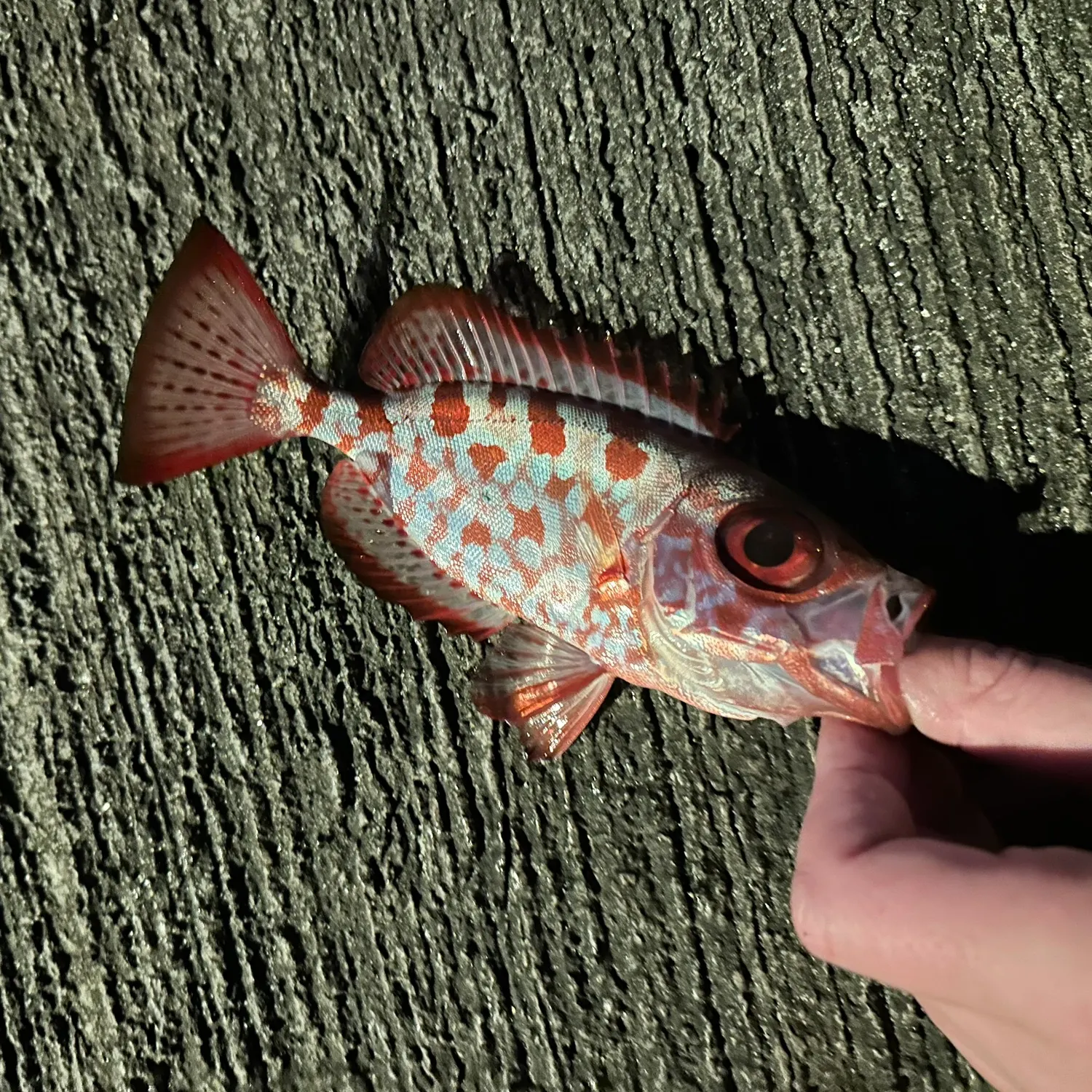 The most recent Glasseye catches on Fishbrain