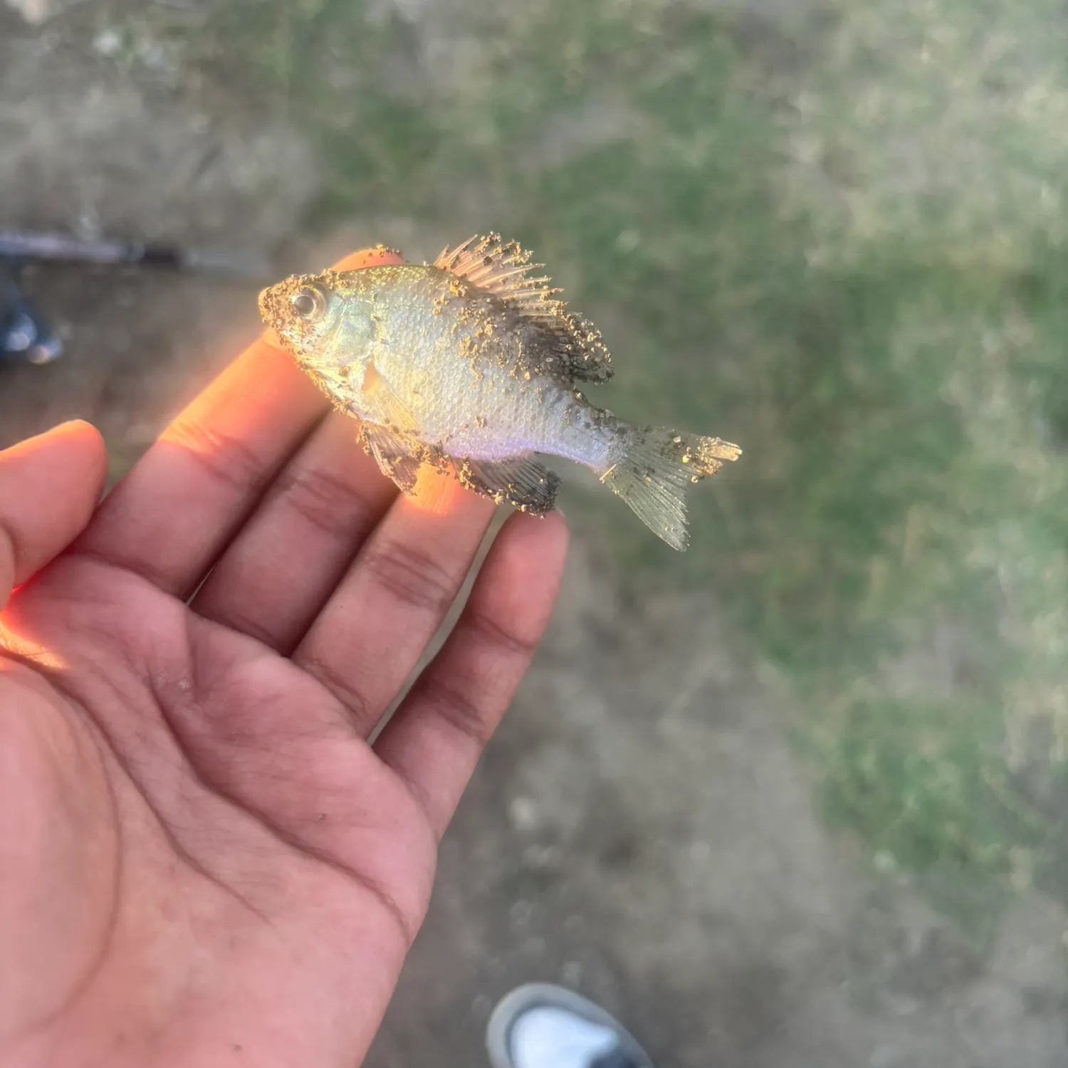 Greengill hybrid caught on Fishbrain