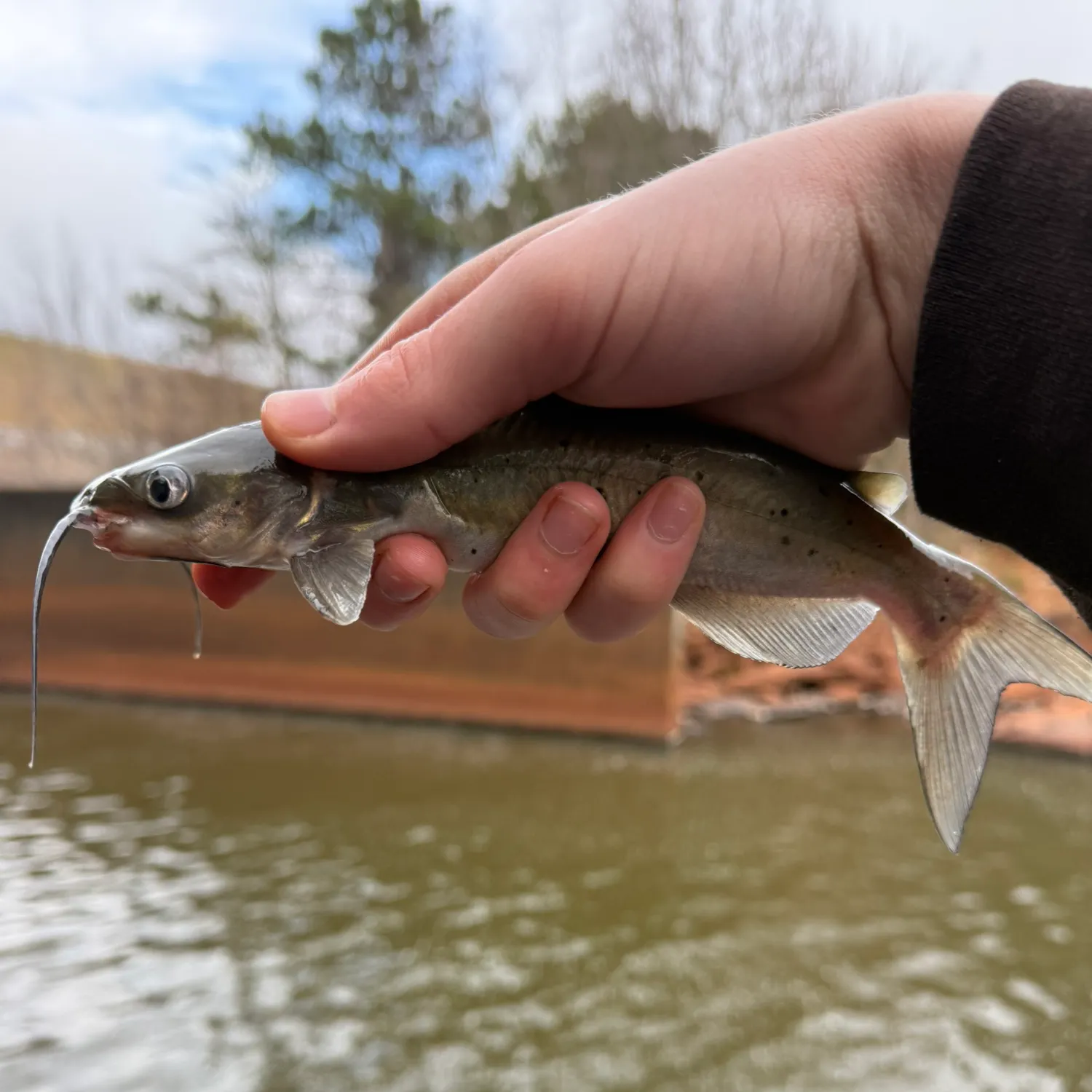 The most recent Channel catfish catches on Fishbrain