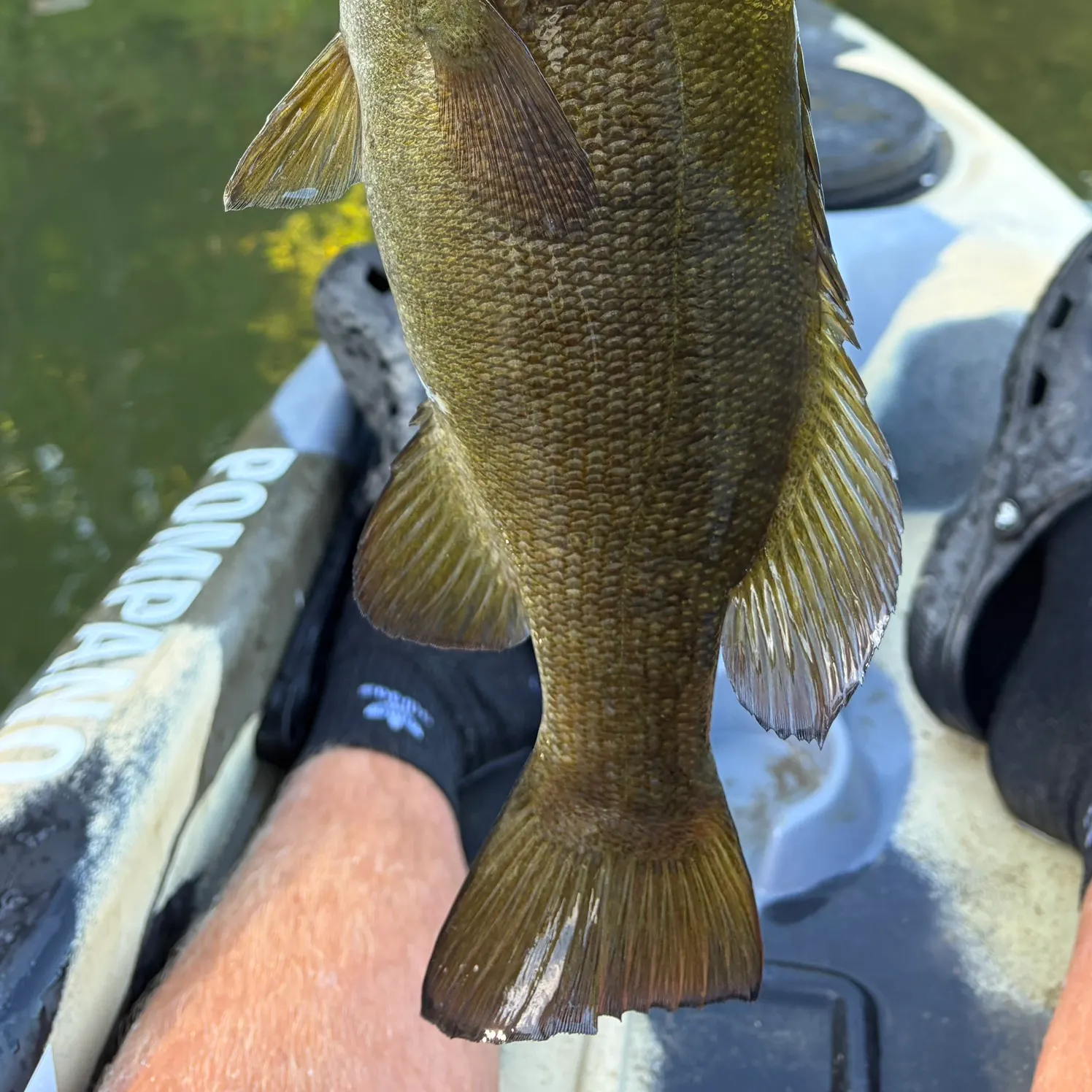 Smallmouth bass caught on Fishbrain
