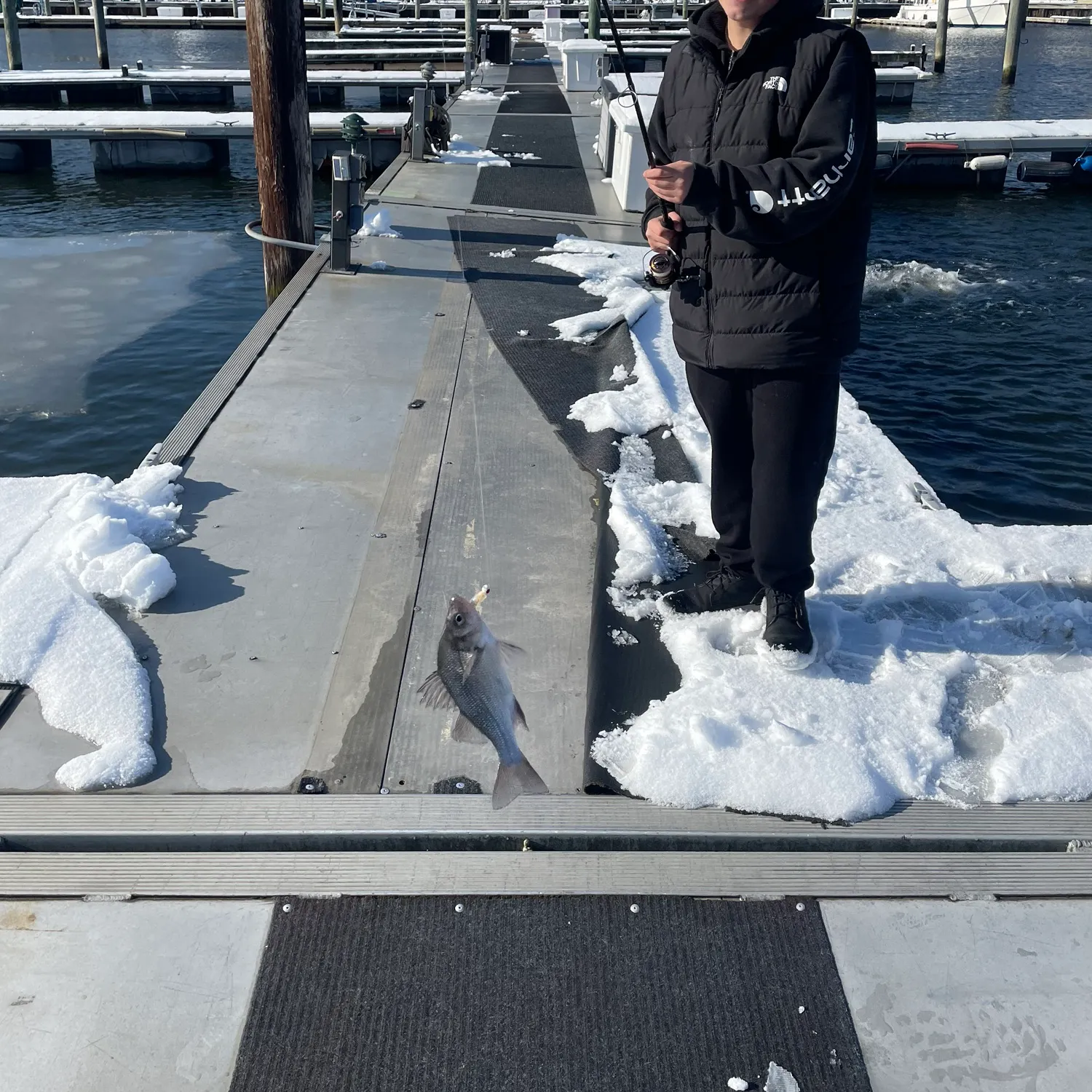 The most recent White perch catches on Fishbrain