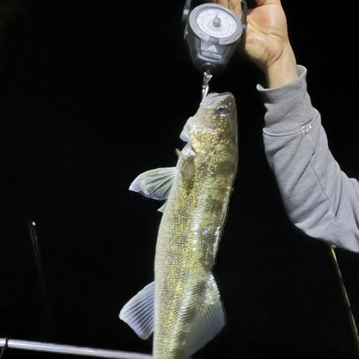 Walleye caught on Fishbrain