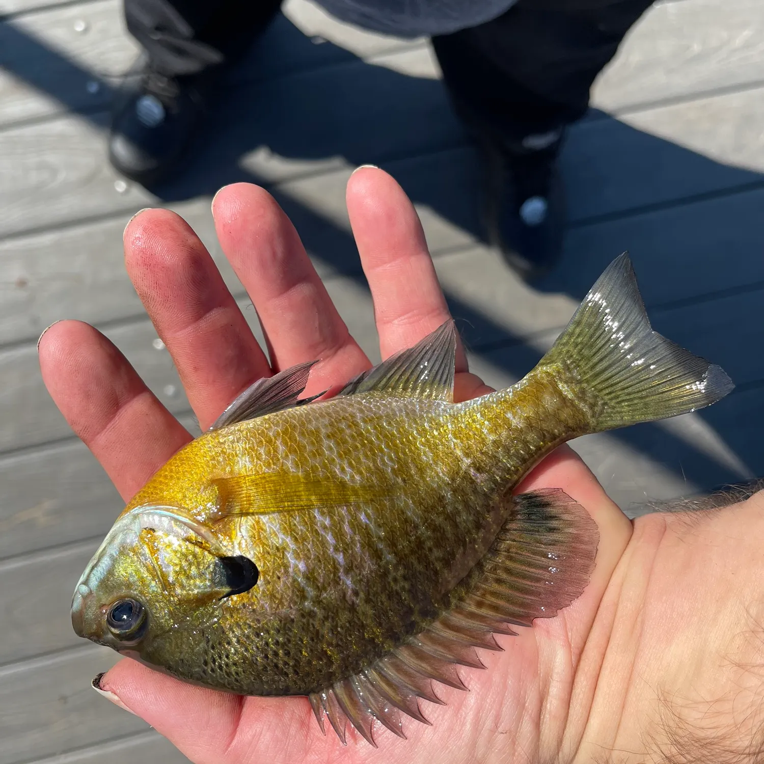 Bluegill caught on Fishbrain
