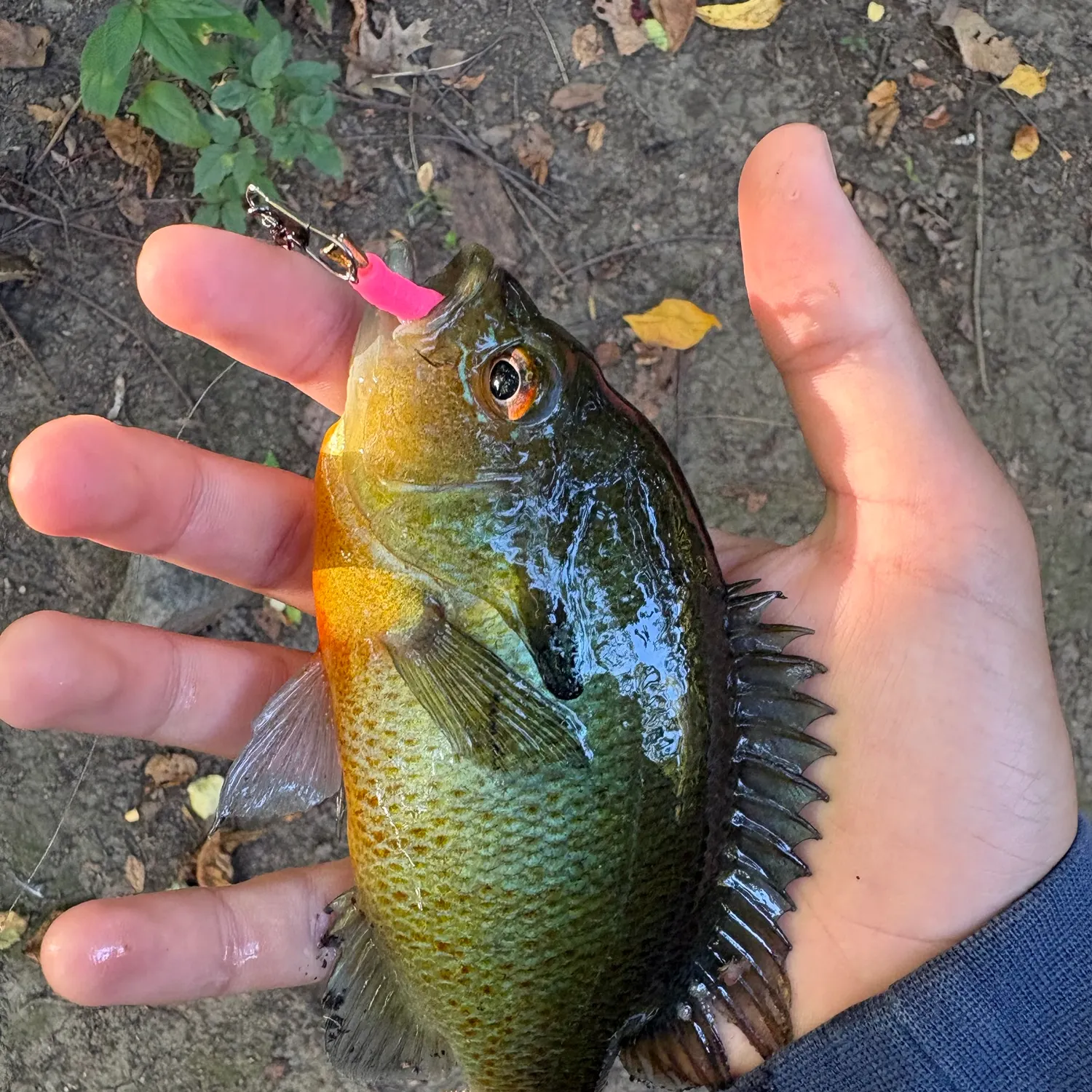 Redbreast sunfish caught on Fishbrain