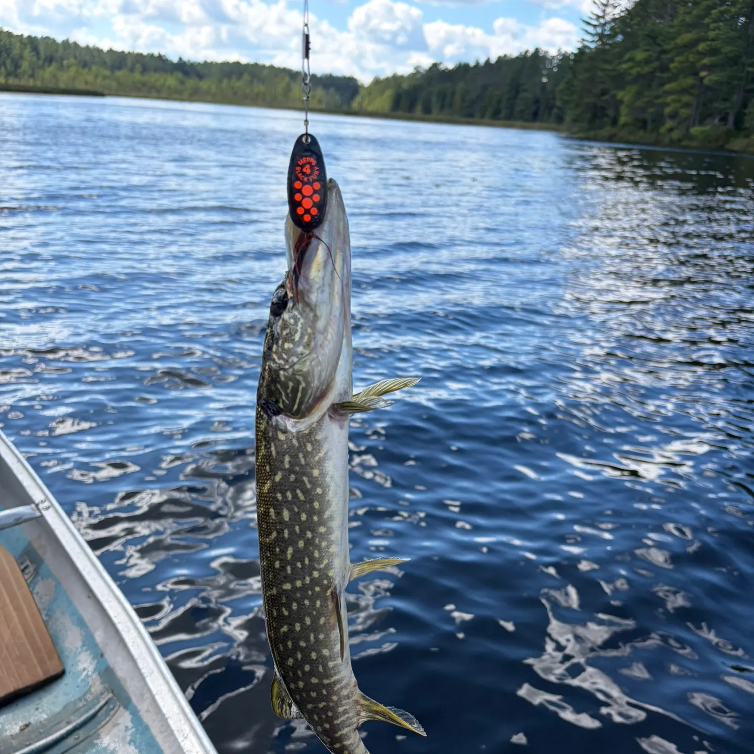 Northern pike caught on Fishbrain