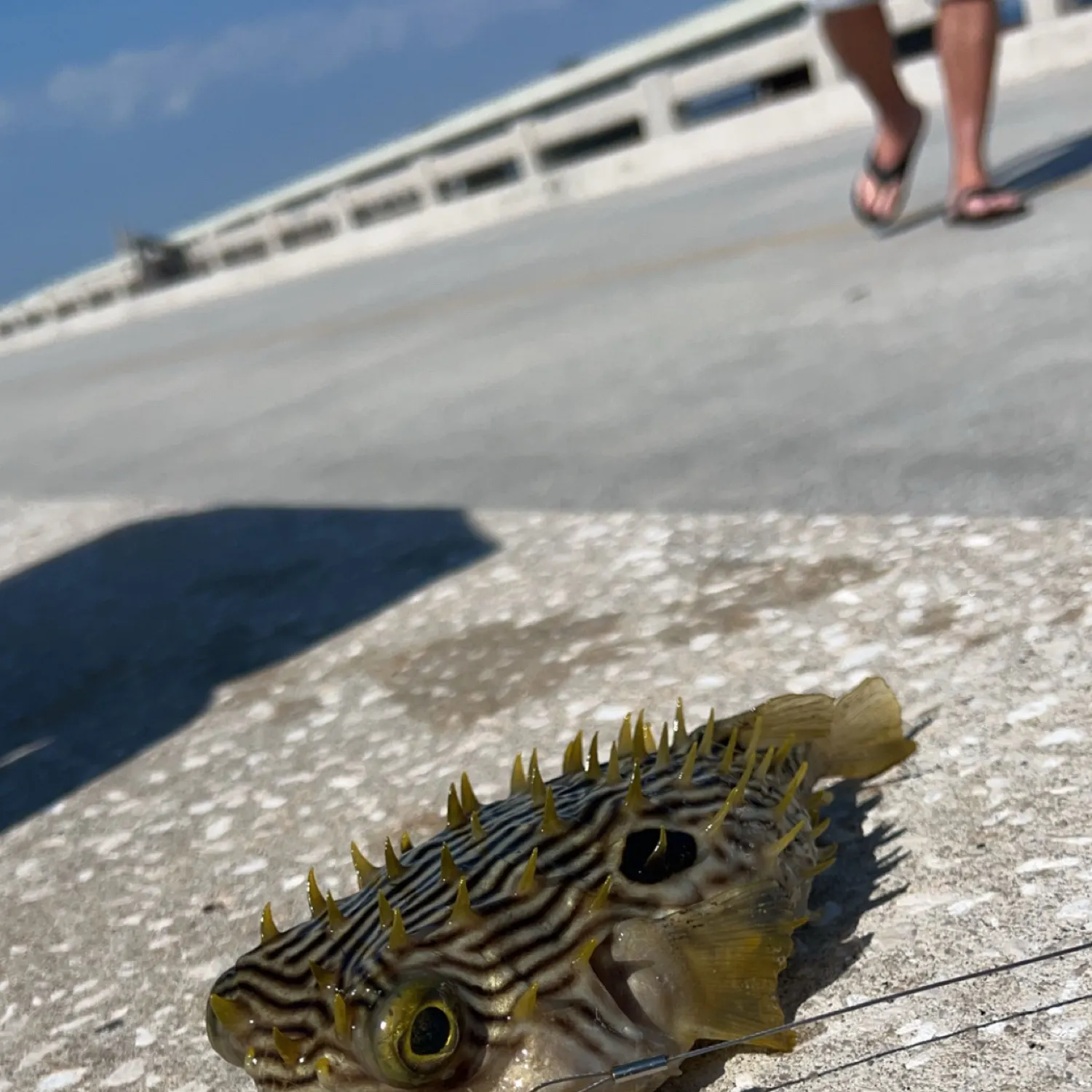 The most popular recent Striped burrfish catch on Fishbrain