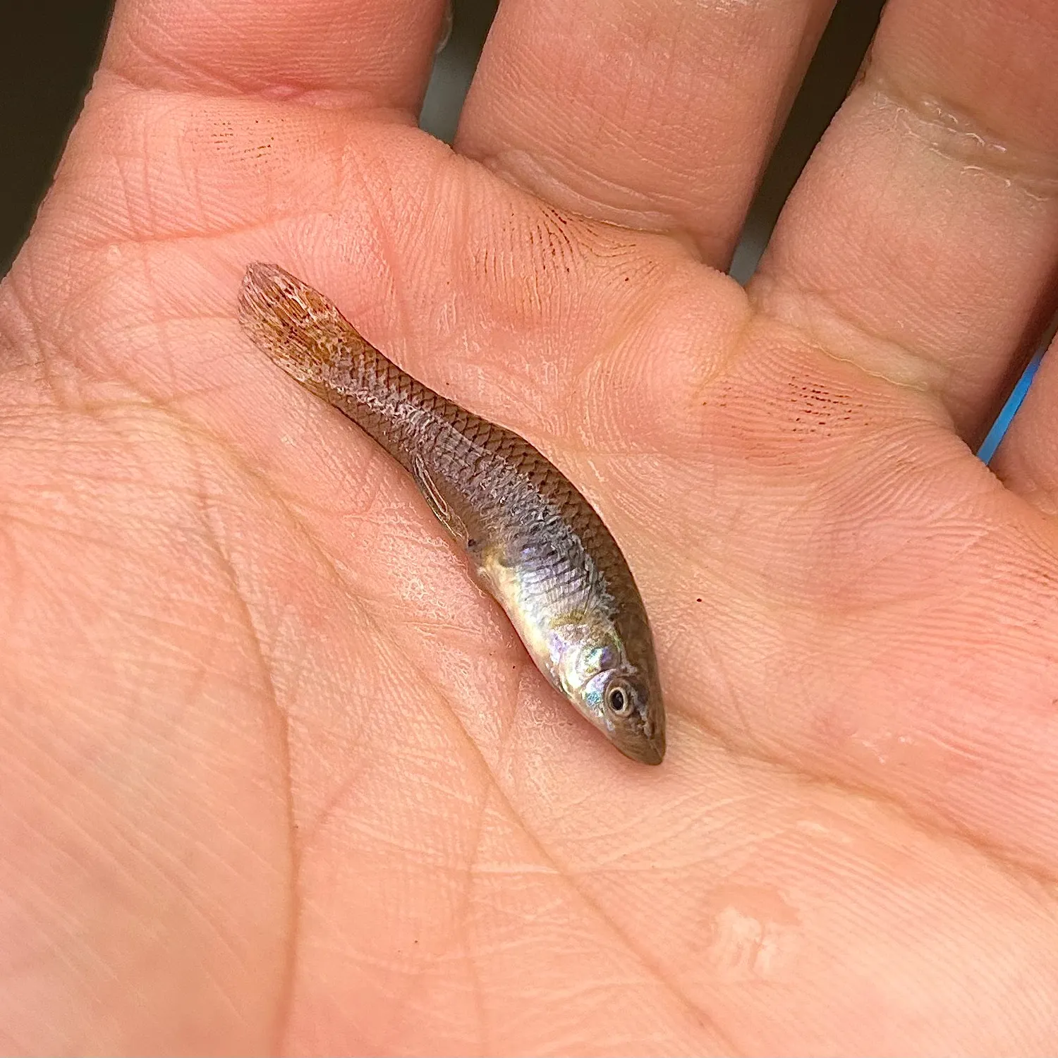 The most recent Western mosquitofish catches on Fishbrain