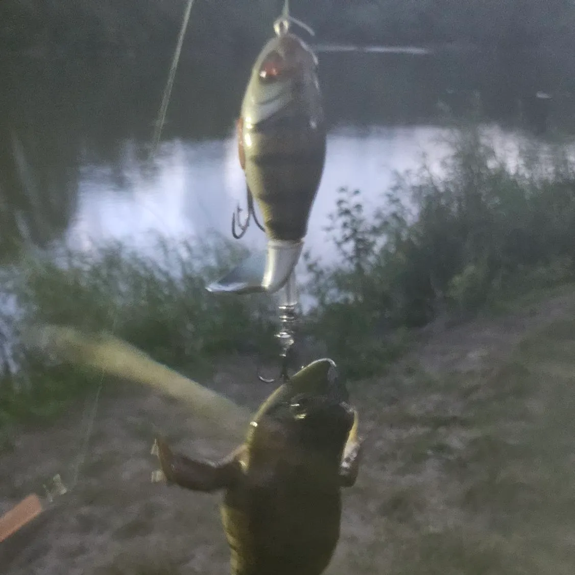 The most recent Frogface goby catches on Fishbrain