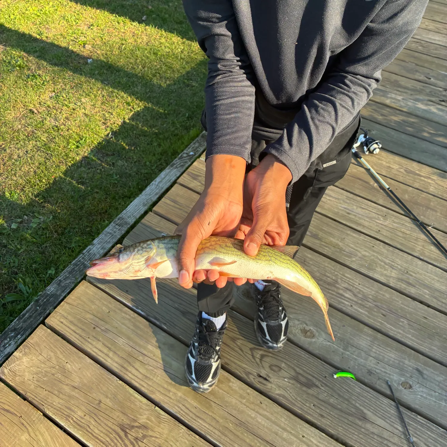 Chain pickerel caught on Fishbrain