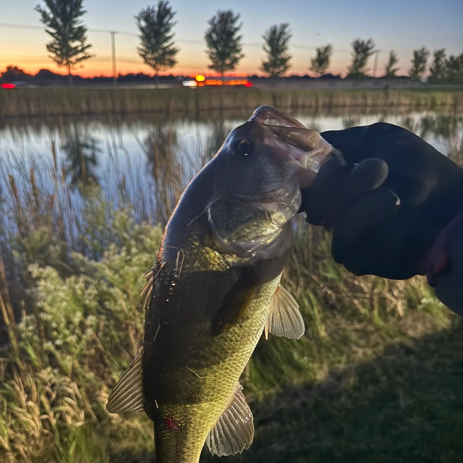 Largemouth bass caught on Fishbrain