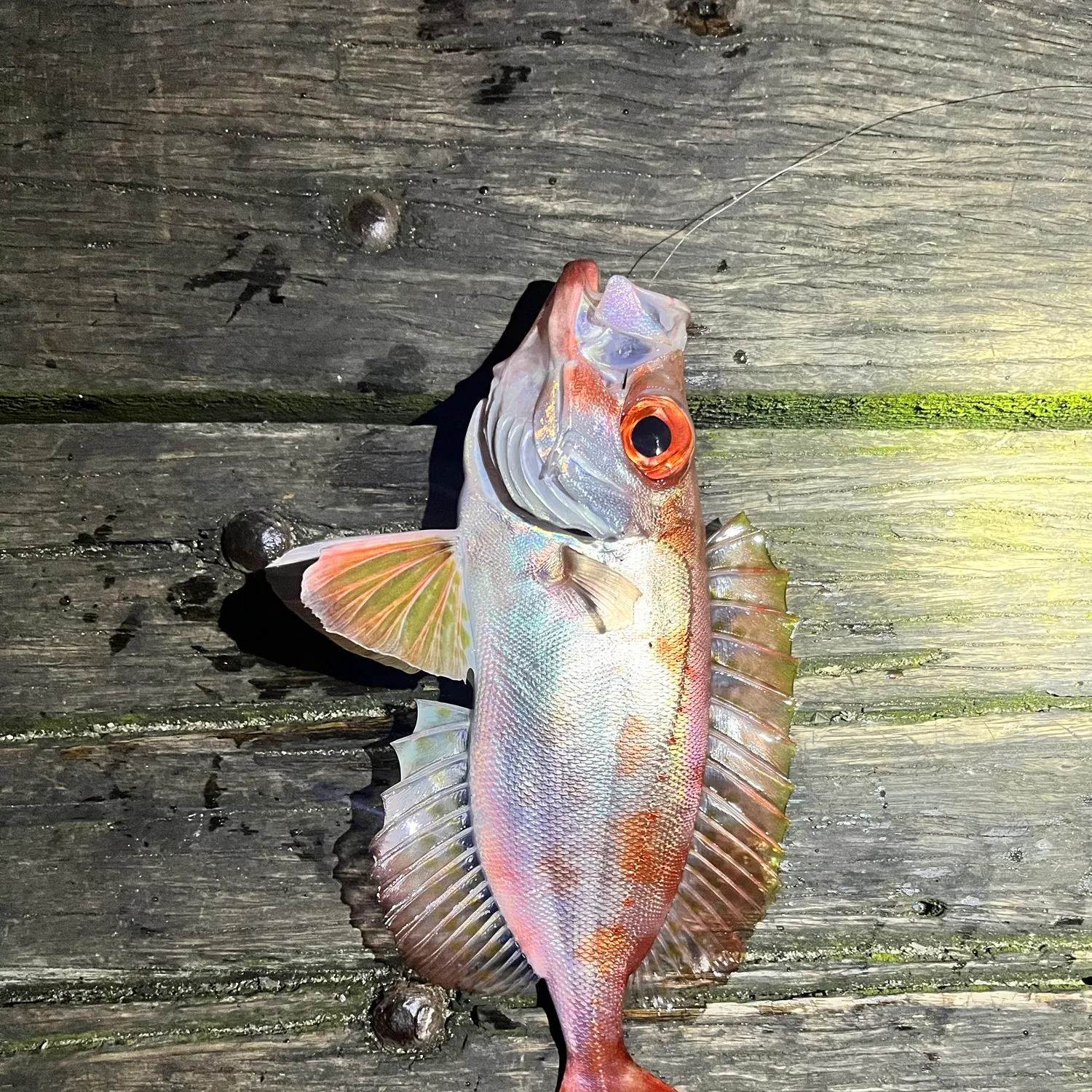 recently logged catches