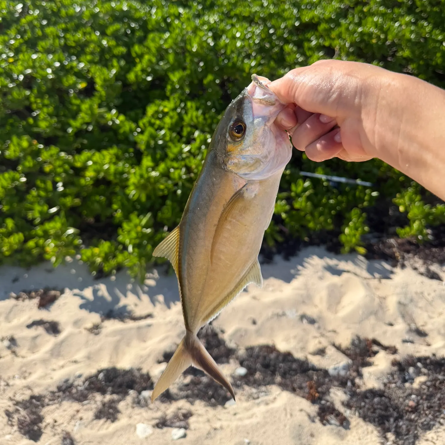 The most recent Bar jack catches on Fishbrain