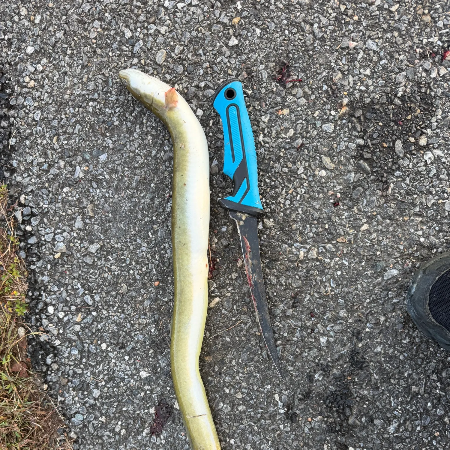 American eel caught on Fishbrain
