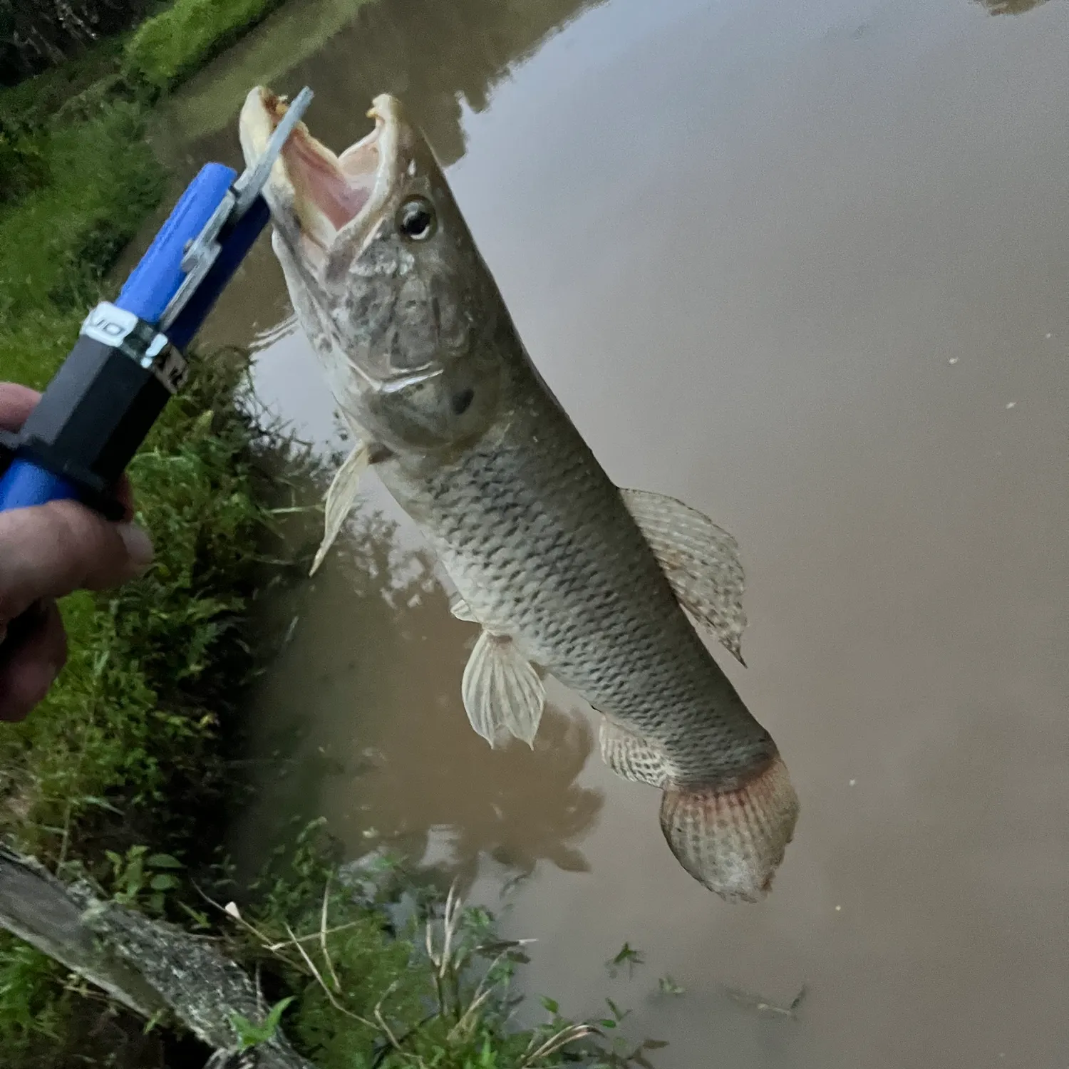 The most recent Trahira catches on Fishbrain