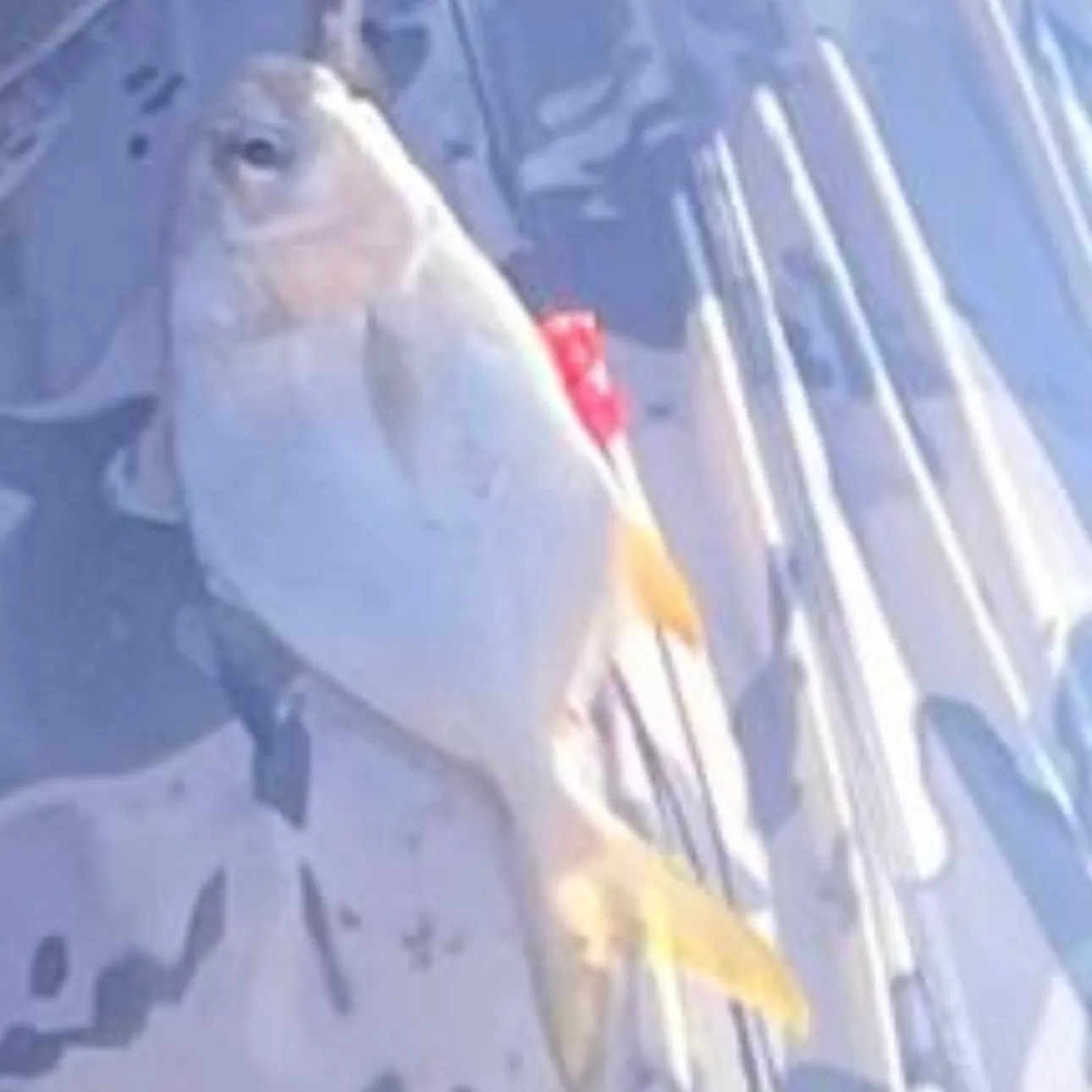 Common snook caught on Fishbrain