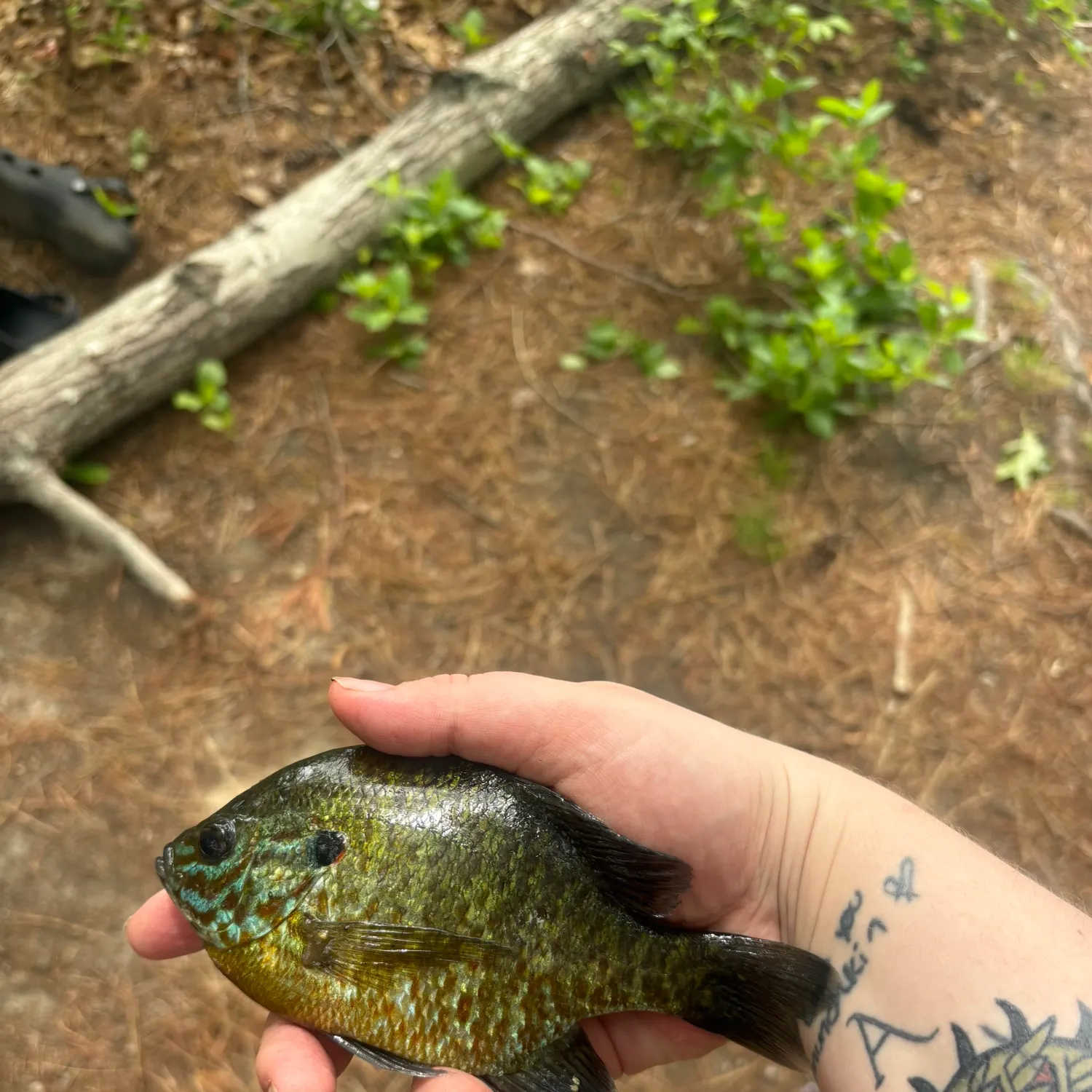 Pumpkinseed caught on Fishbrain