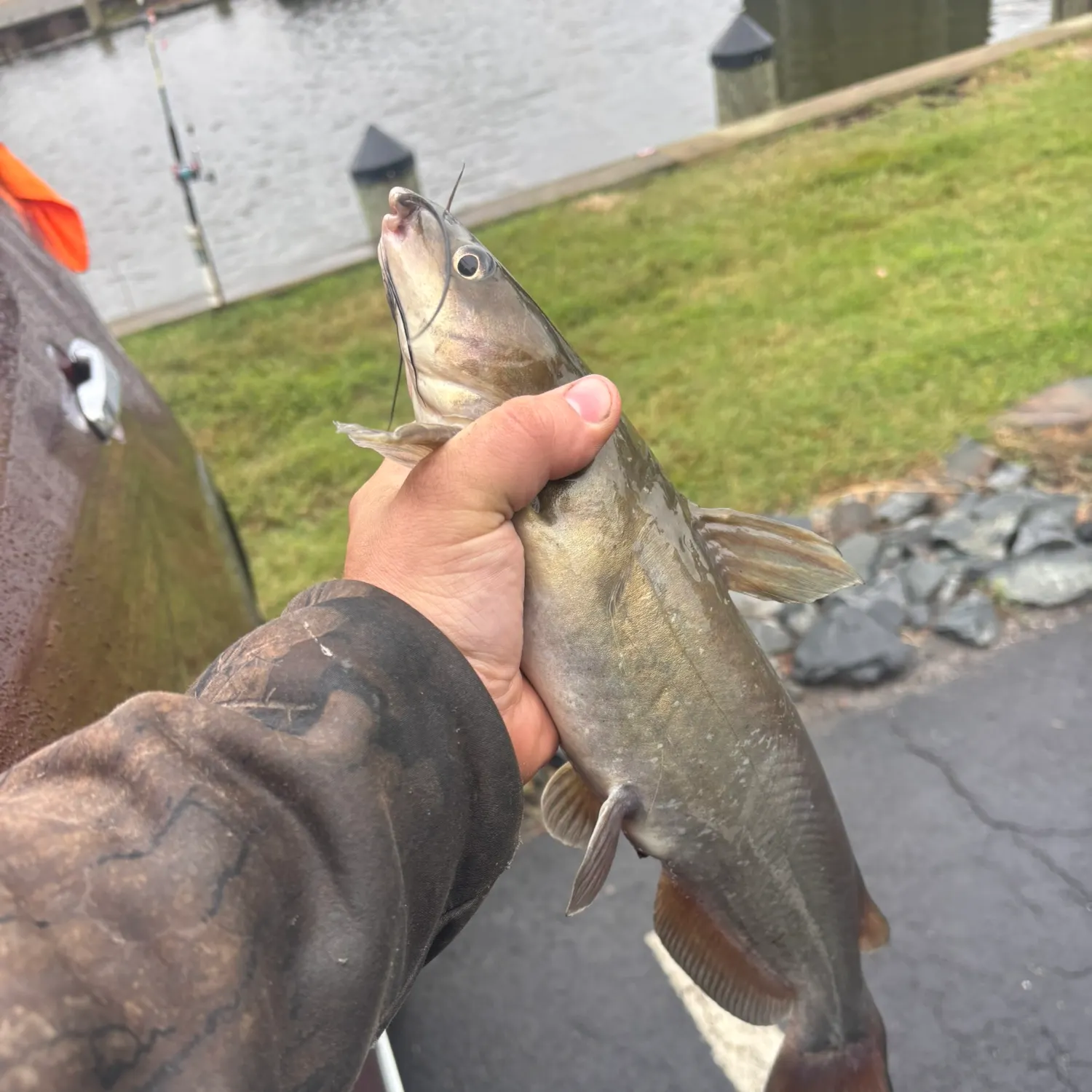 Channel catfish caught on Fishbrain