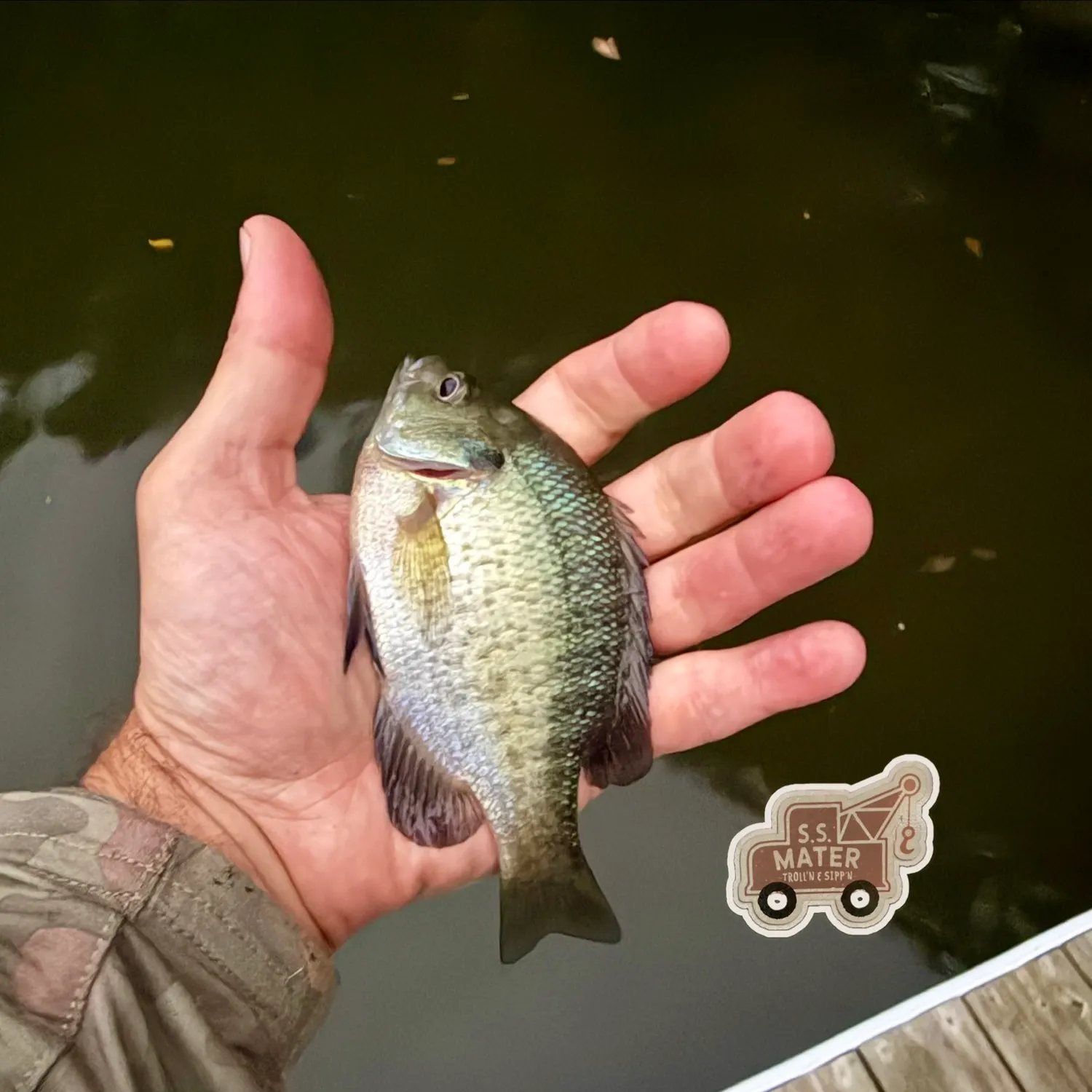 Bluegill caught on Fishbrain