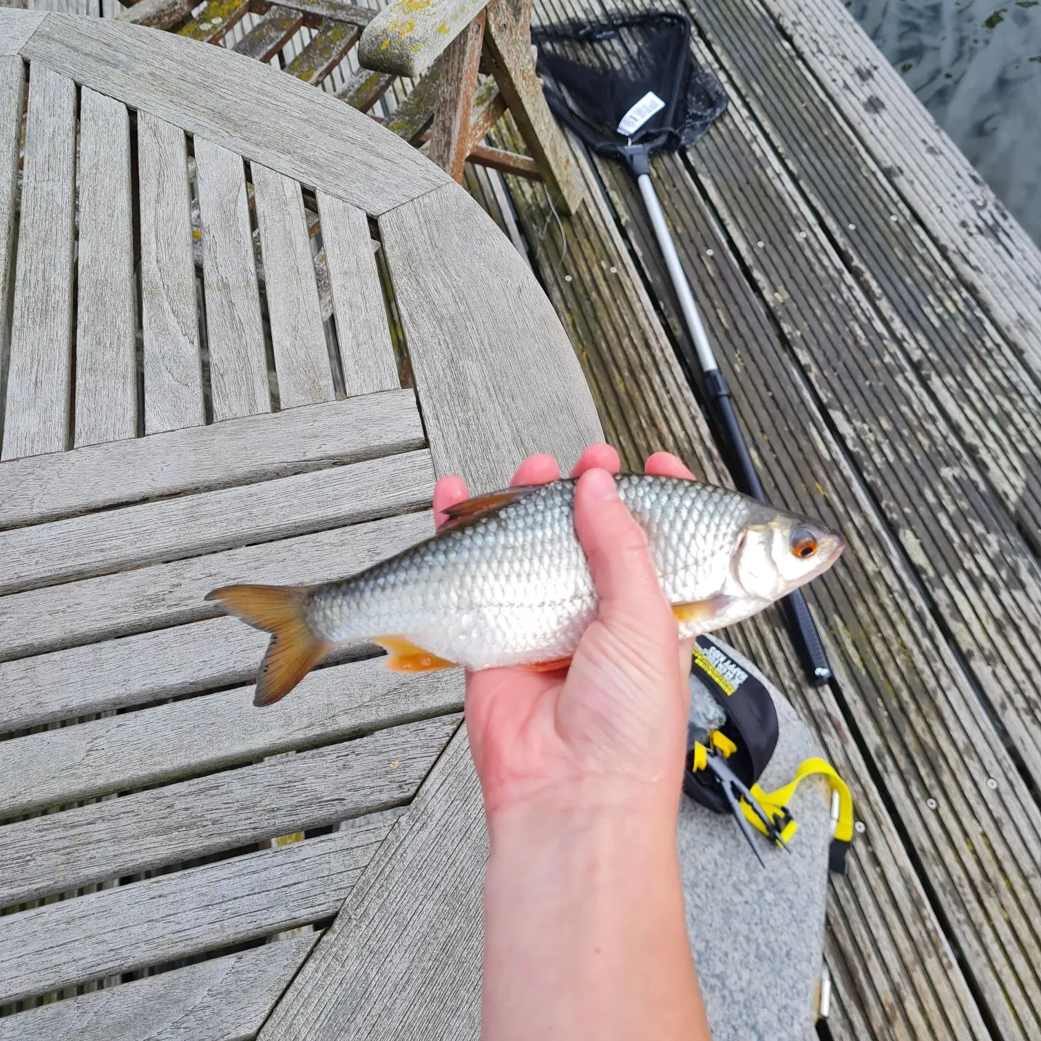 Common roach caught on Fishbrain