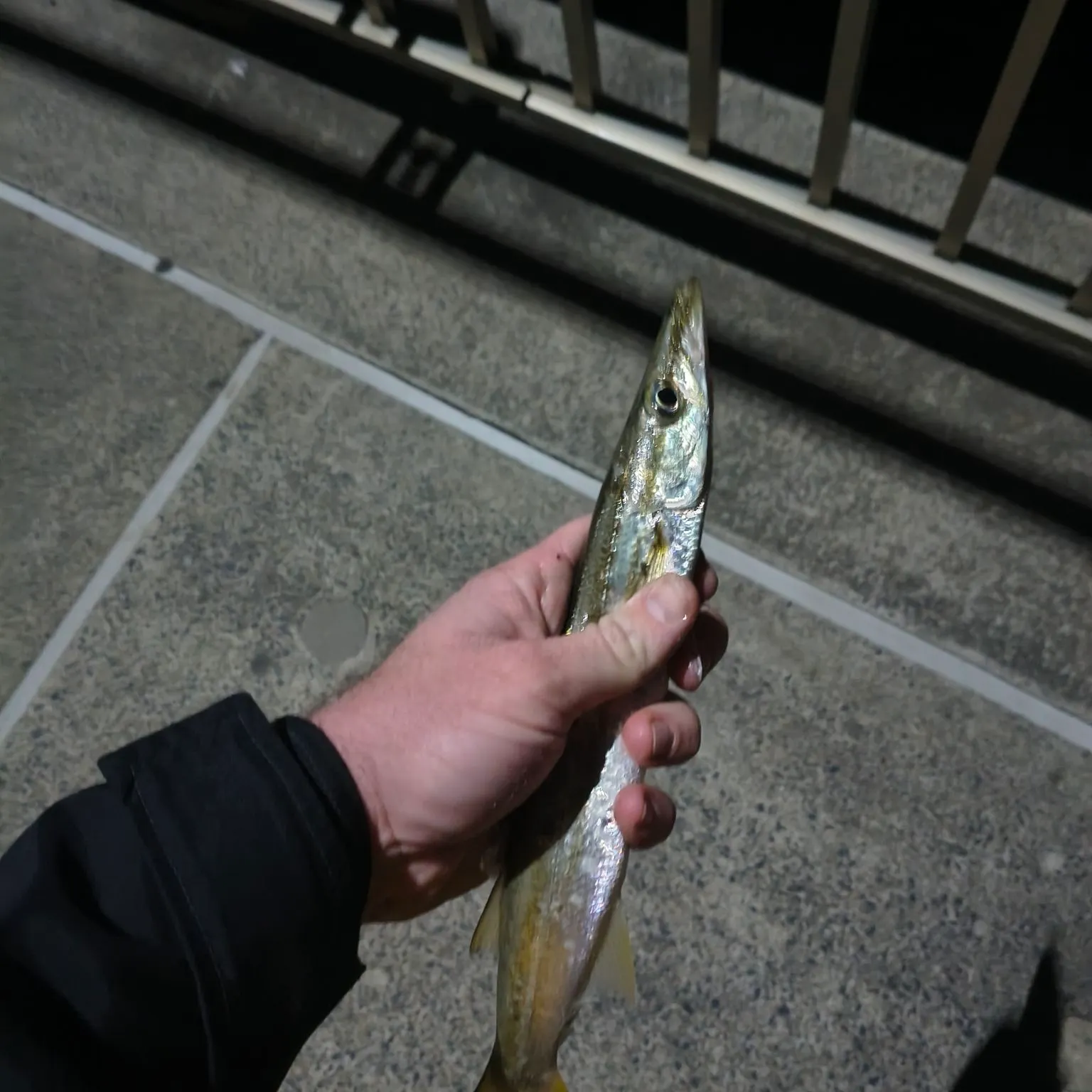 The most recent Yellowtail barracuda catches on Fishbrain