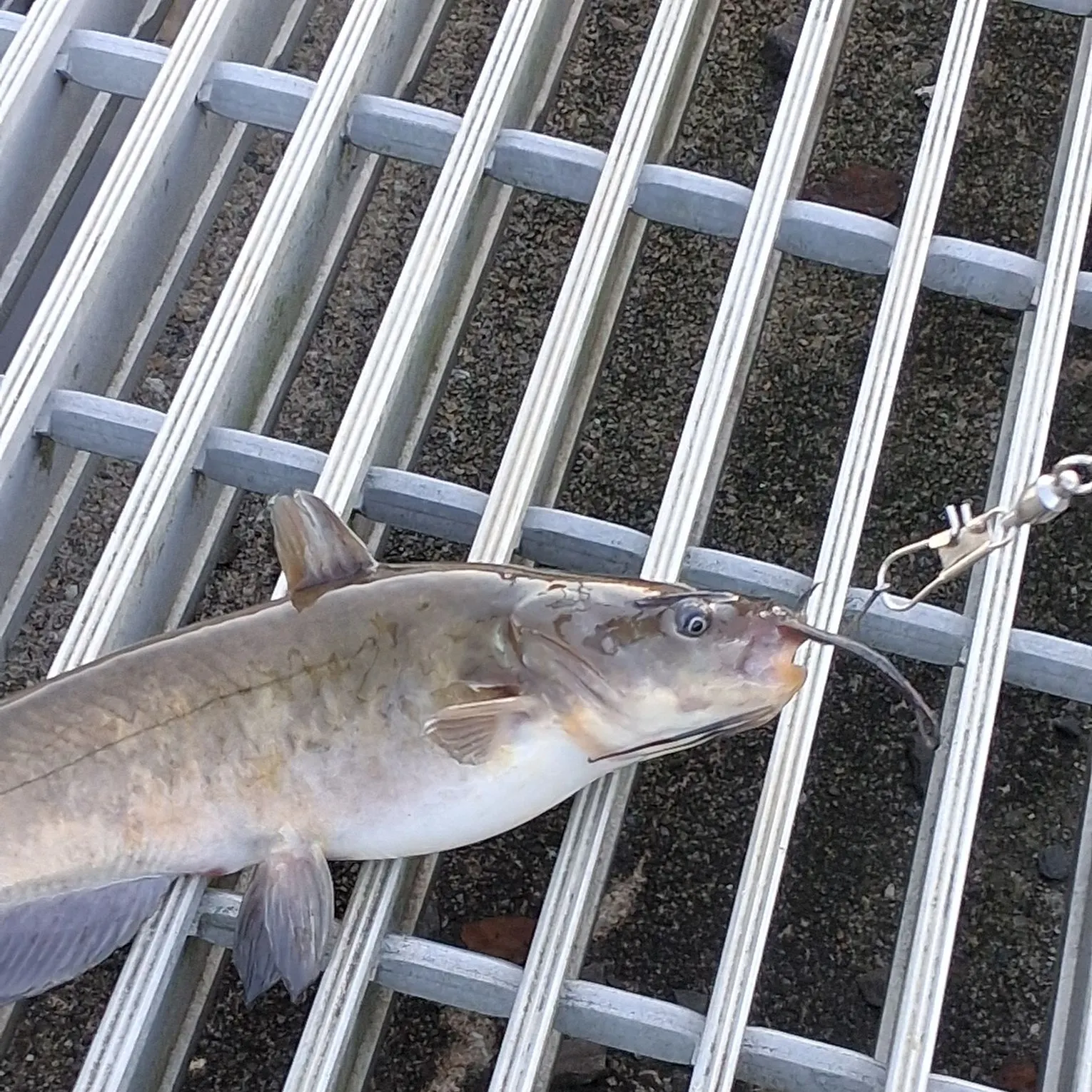 Channel catfish caught on Fishbrain
