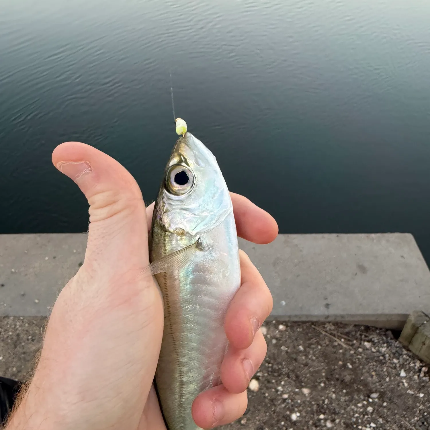 The most recent Bigeye scad catches on Fishbrain