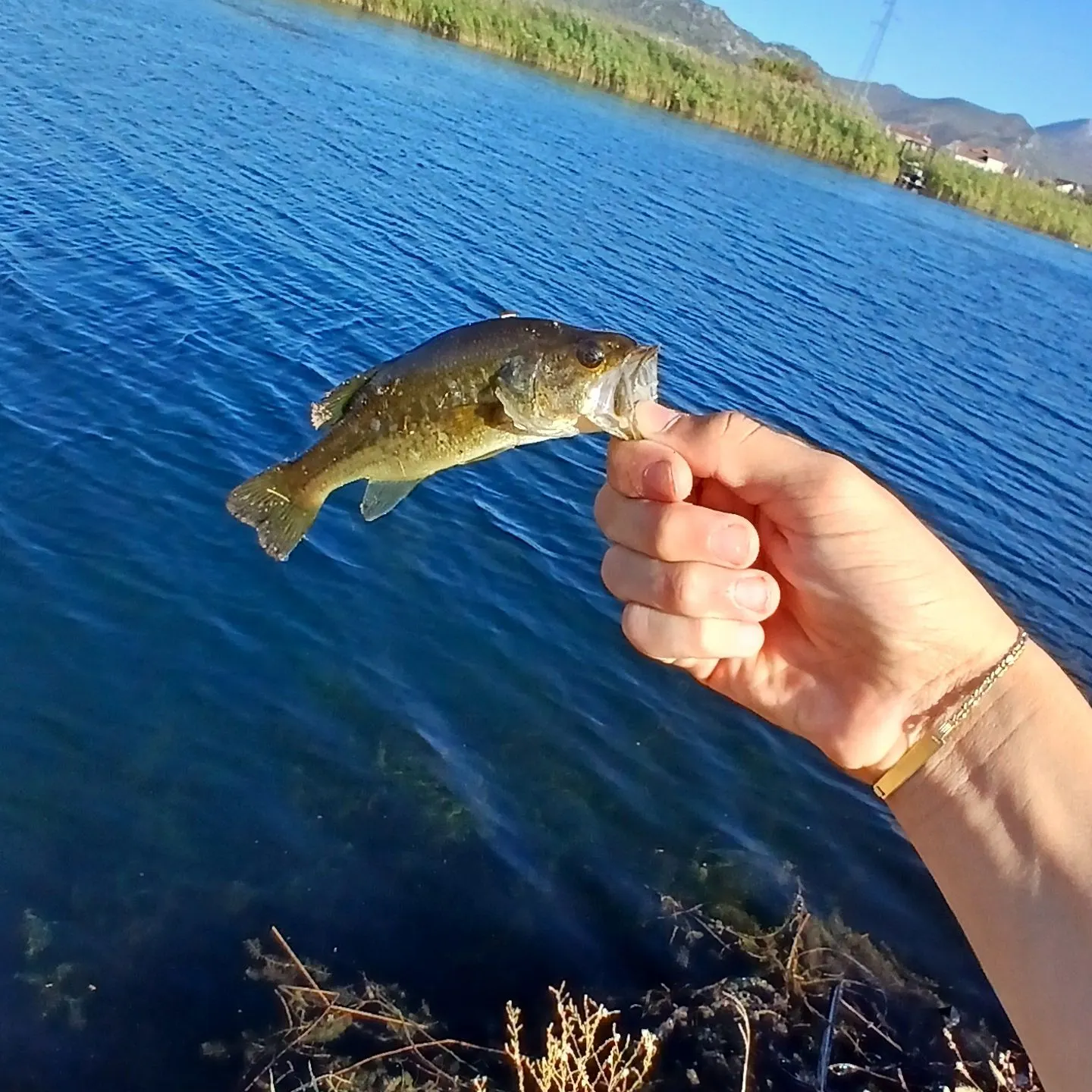 Fish caught on Fishbrain