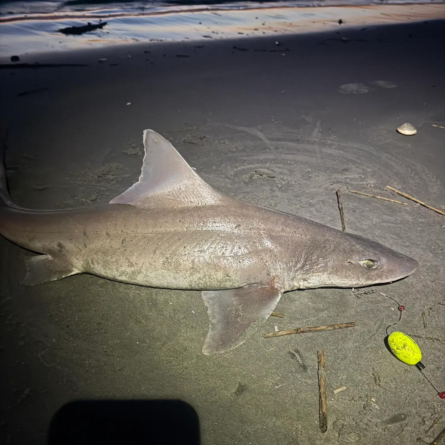 The most recent Sandbar shark catches on Fishbrain