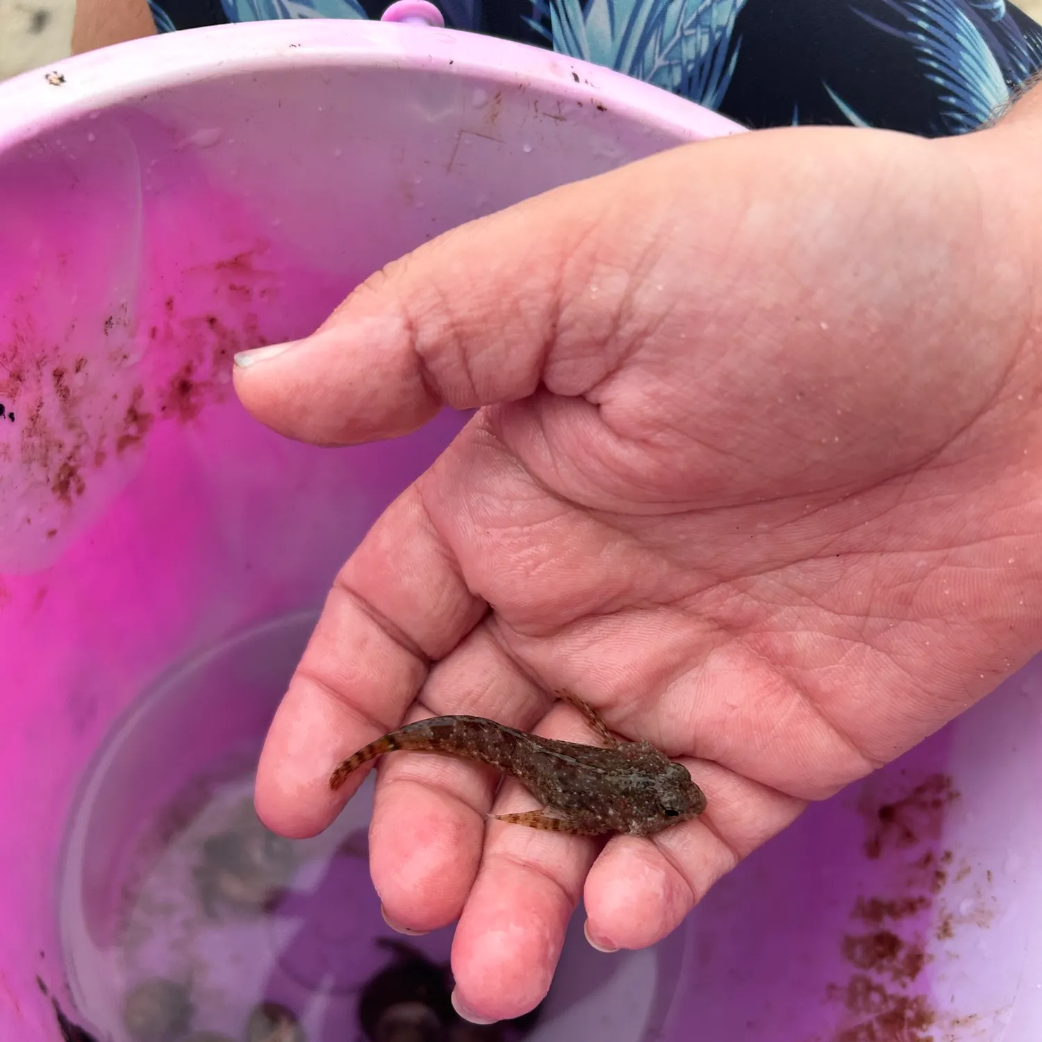 The most recent Black rockfish catches on Fishbrain