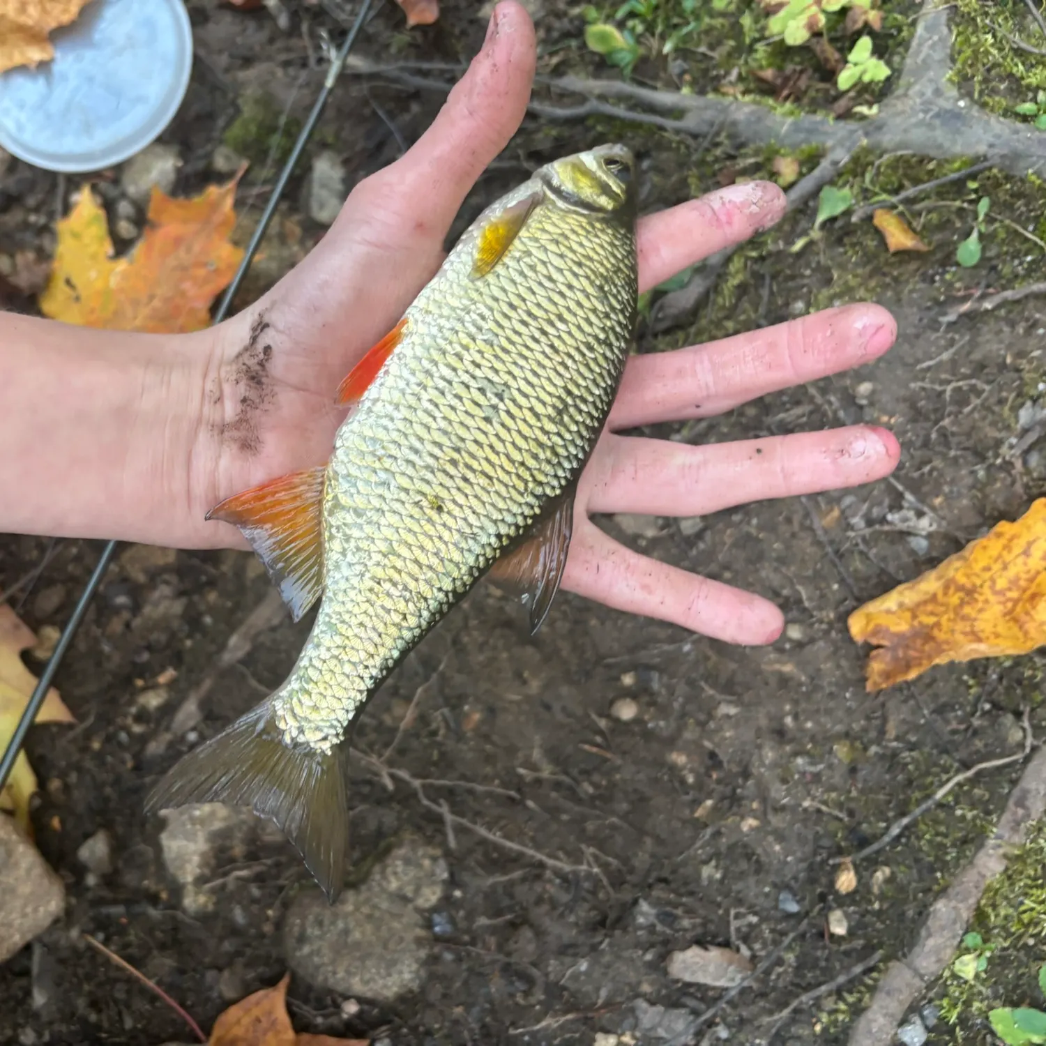 Golden shiner caught on Fishbrain