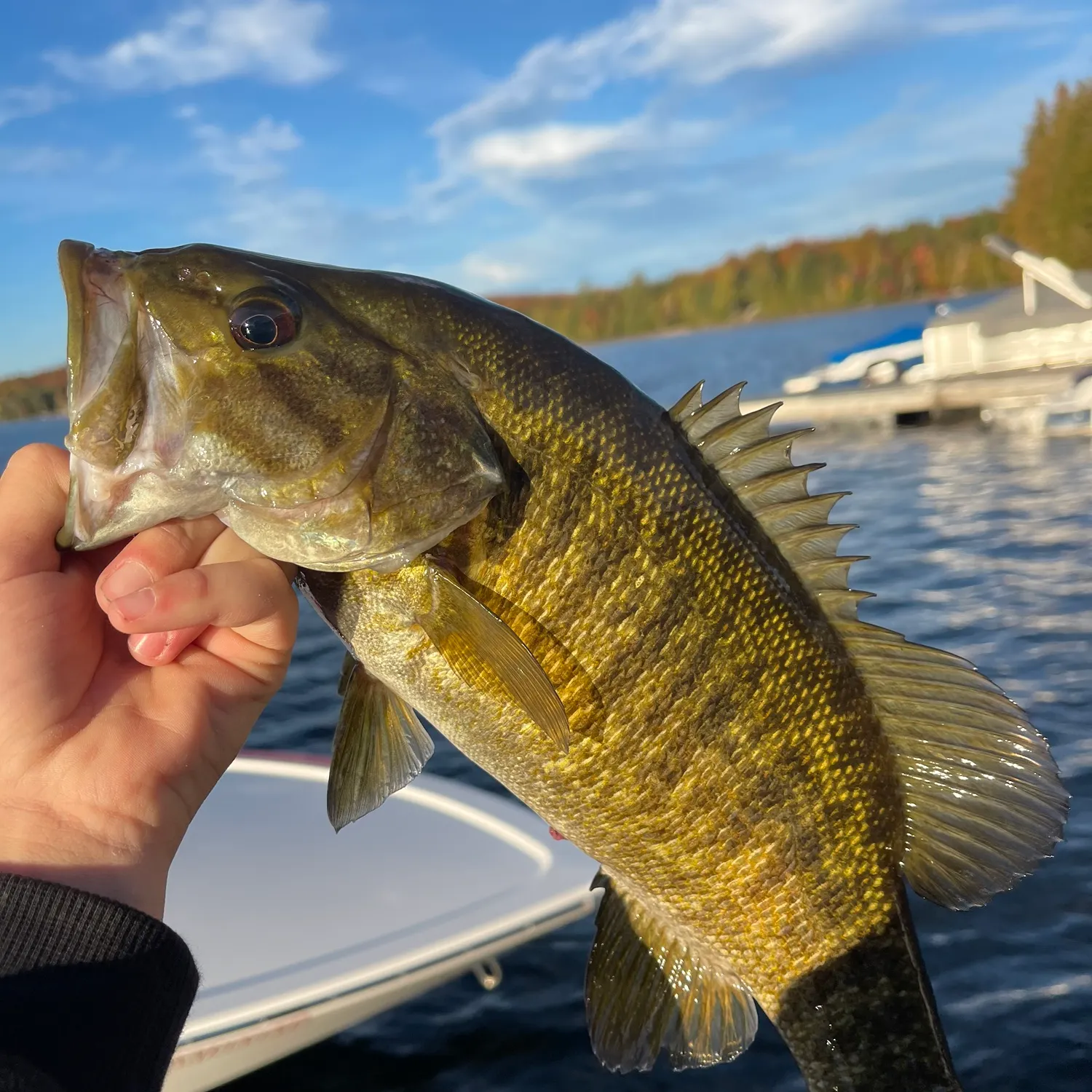 Smallmouth bass caught on Fishbrain