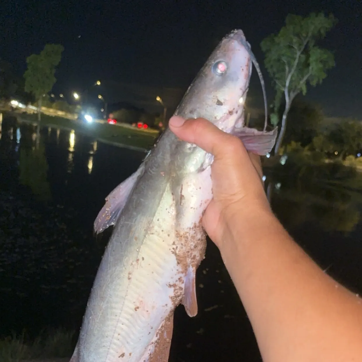 Channel catfish caught on Fishbrain