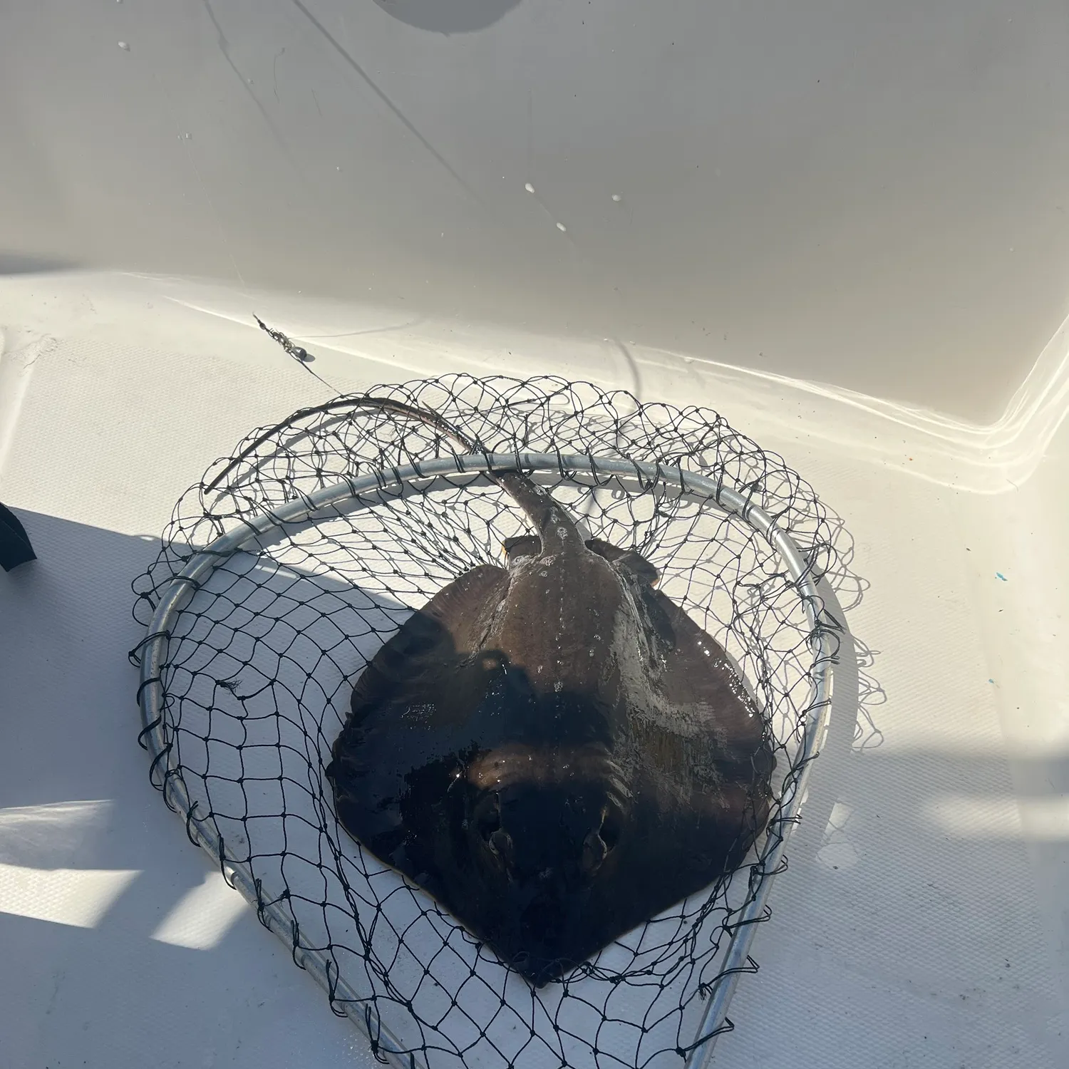 Atlantic stingray caught on Fishbrain