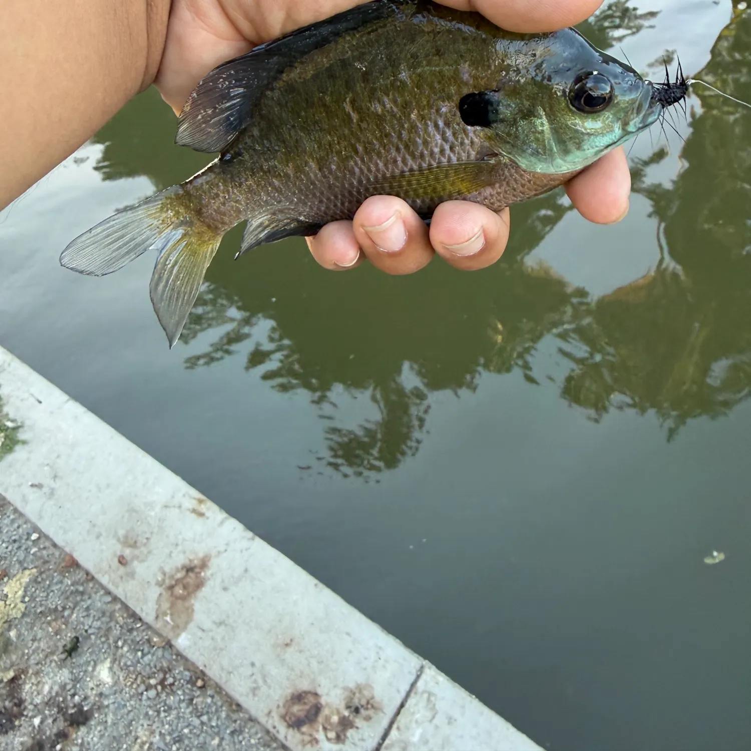Bluegill caught on Fishbrain