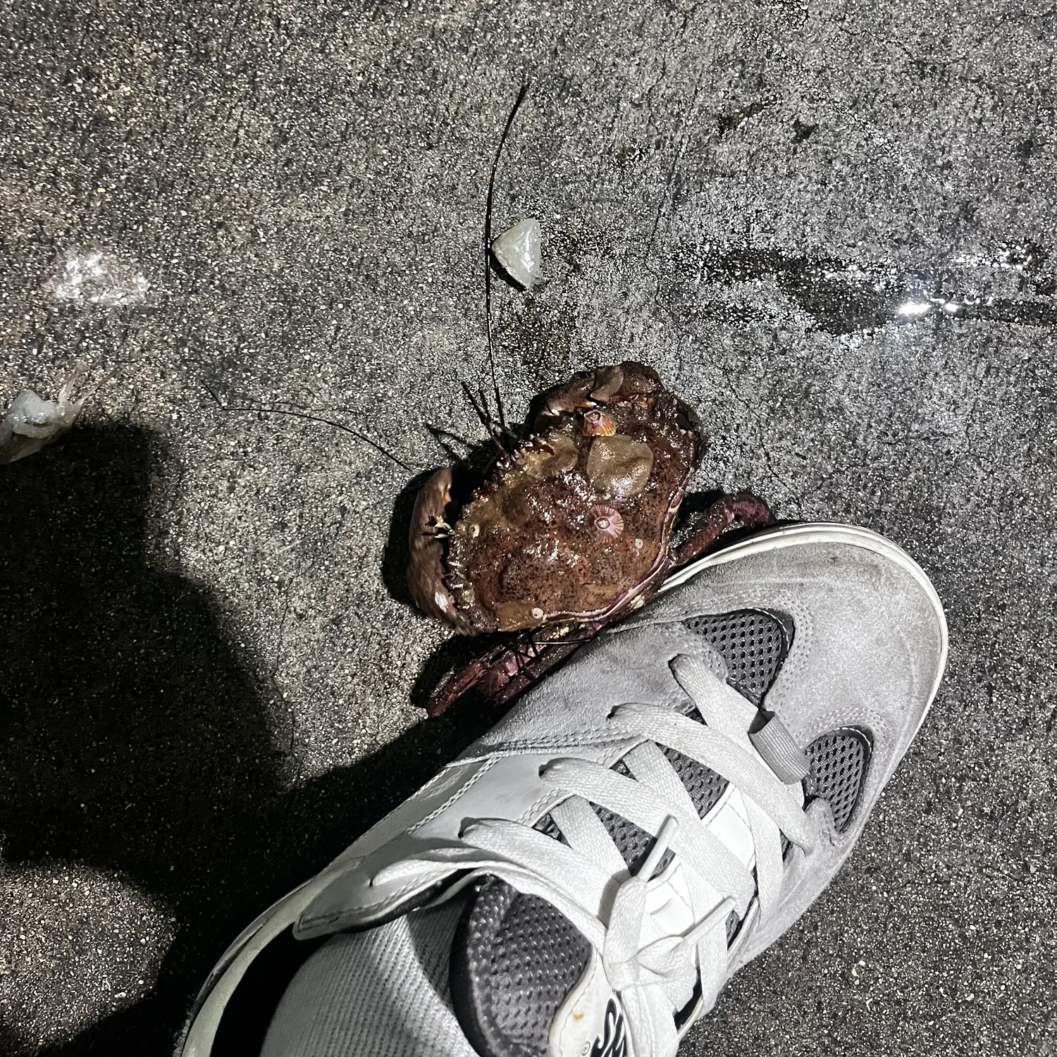 The most recent Jonah crab catches on Fishbrain