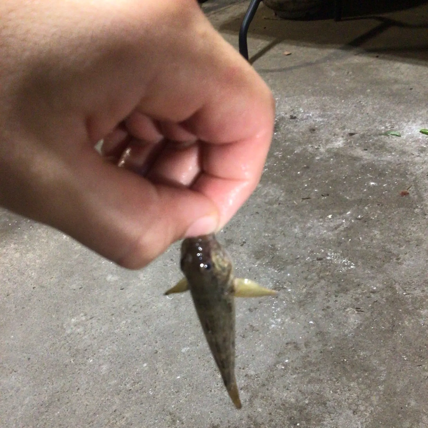 Round goby caught on Fishbrain