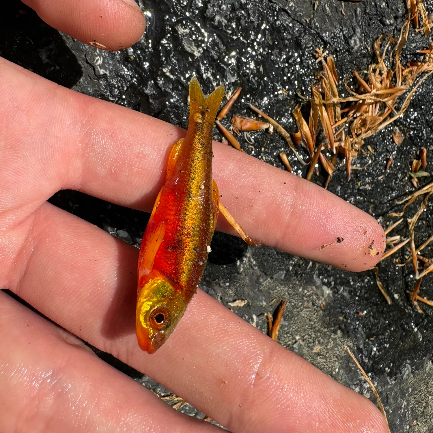 The most recent Yellowfin shiner catches on Fishbrain