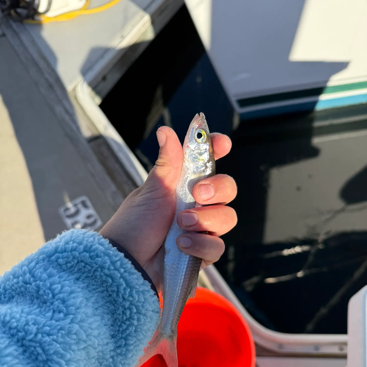 The most recent Topsmelt silverside catches on Fishbrain