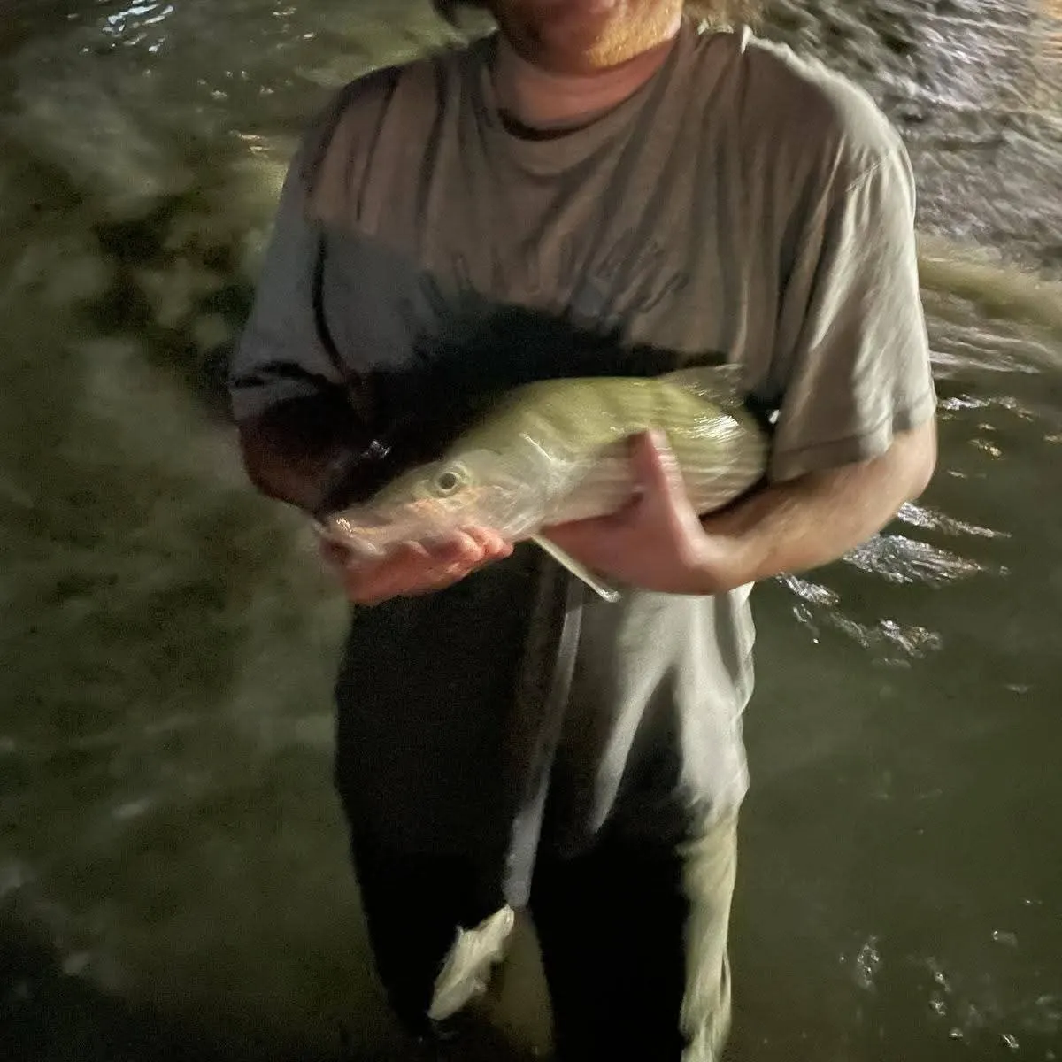 The most recent West Atlantic bonefish catches on Fishbrain