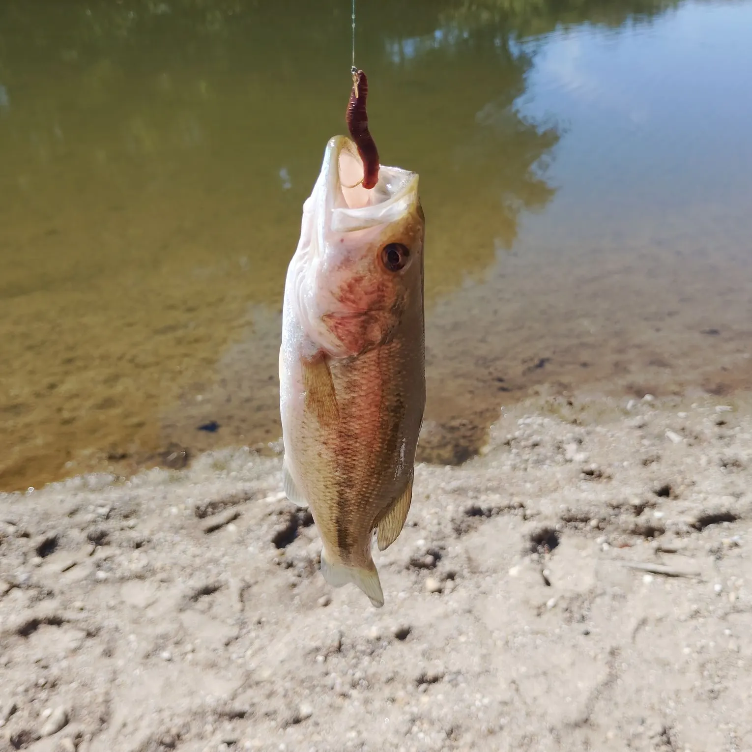 Largemouth bass caught on Fishbrain