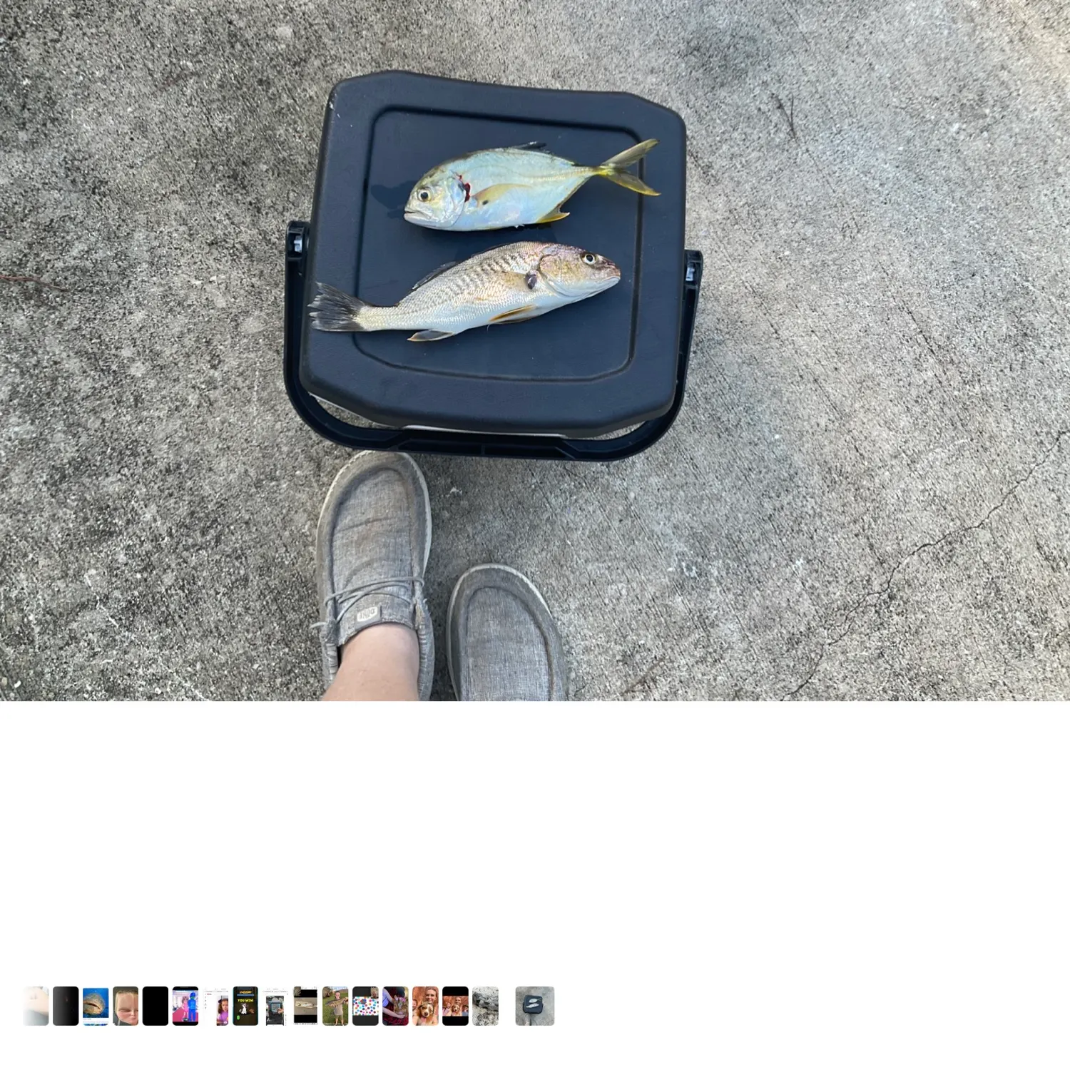 Atlantic croaker caught on Fishbrain