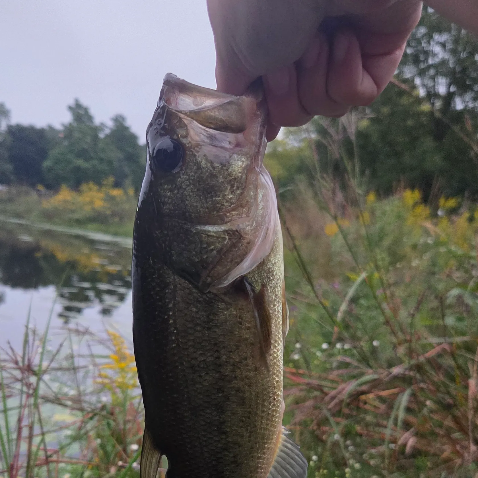 Largemouth bass caught on Fishbrain