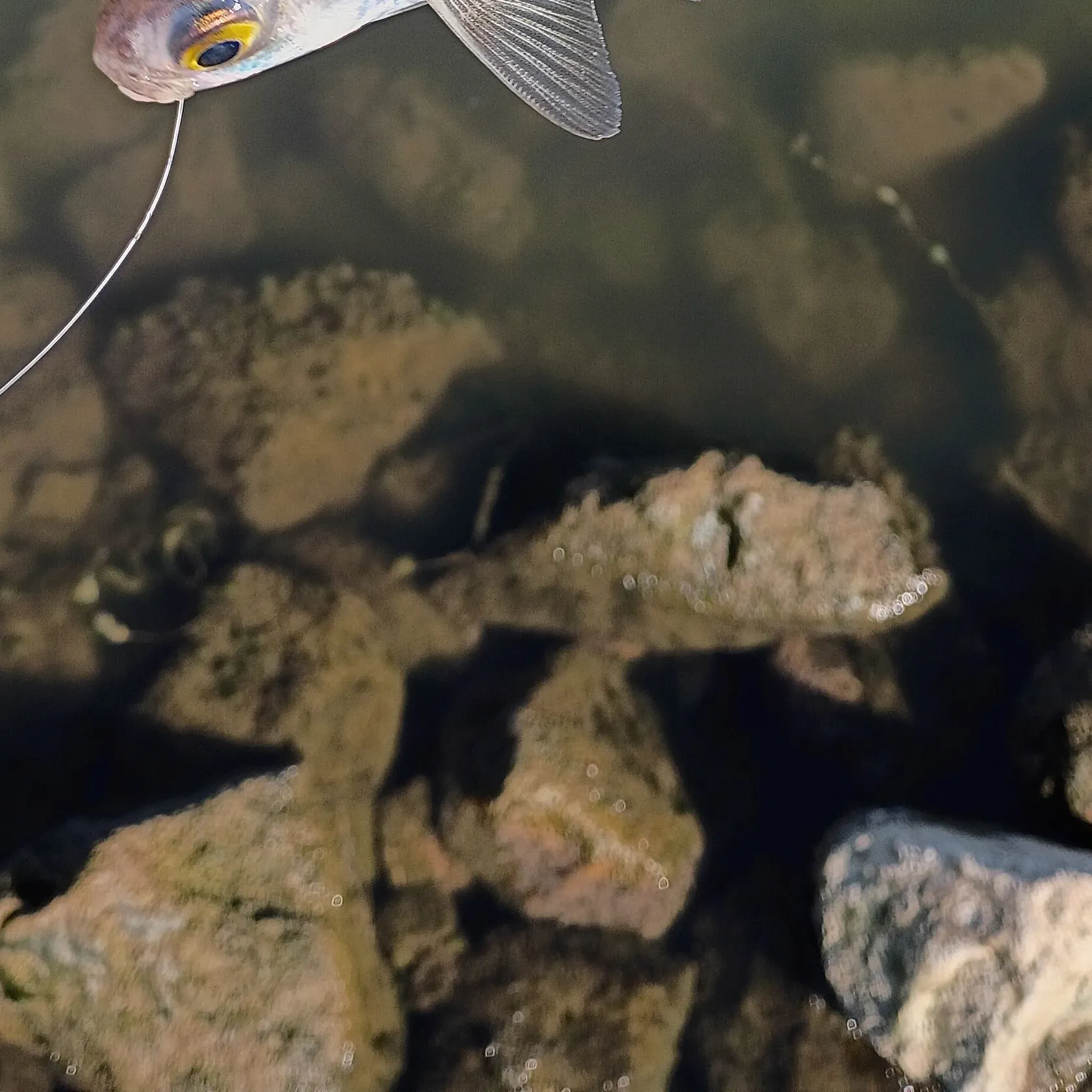American gizzard shad caught on Fishbrain