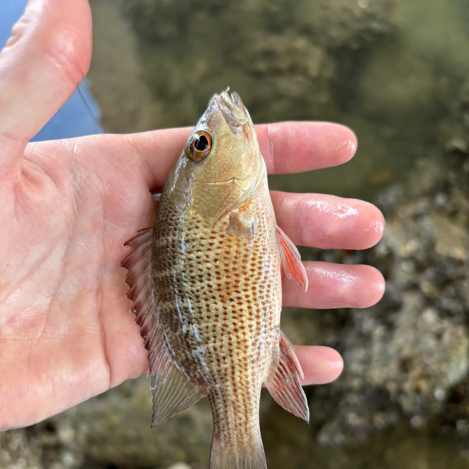 The most recent Mangrove snapper catches on Fishbrain