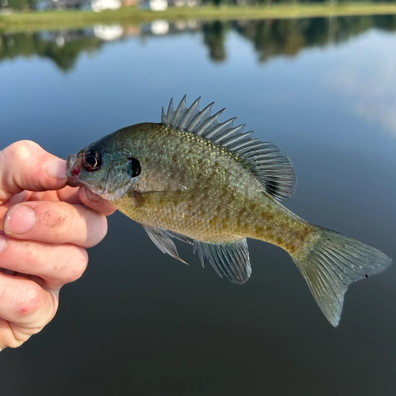 Bluegill caught on Fishbrain