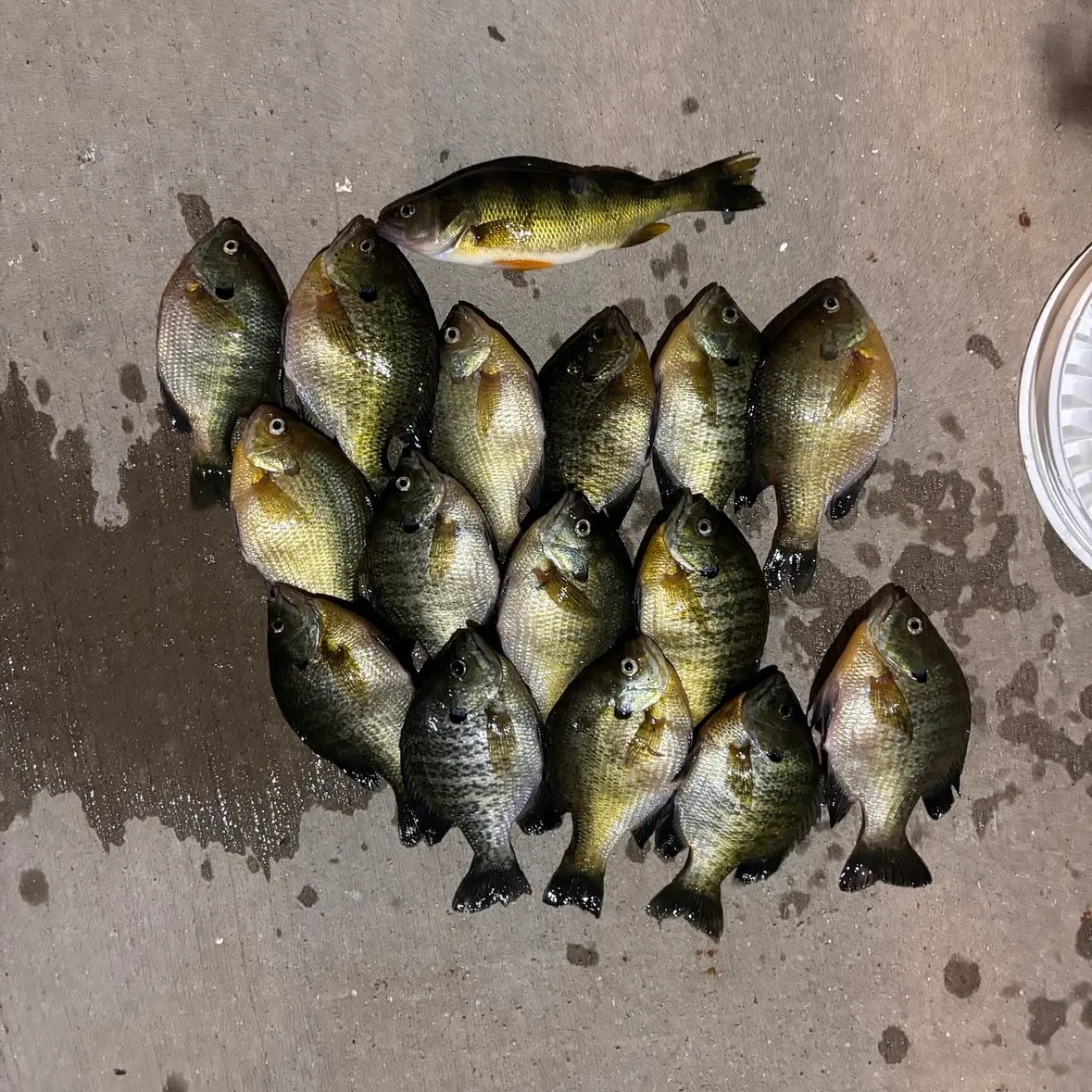 Bluegill caught on Fishbrain
