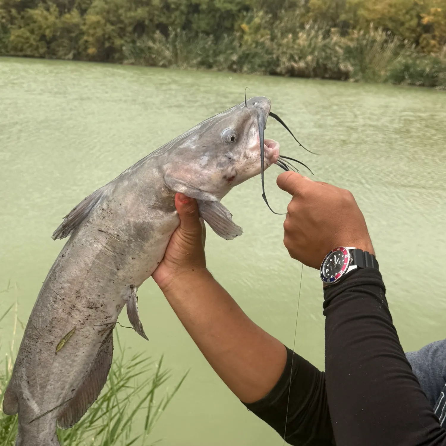 Channel catfish caught on Fishbrain