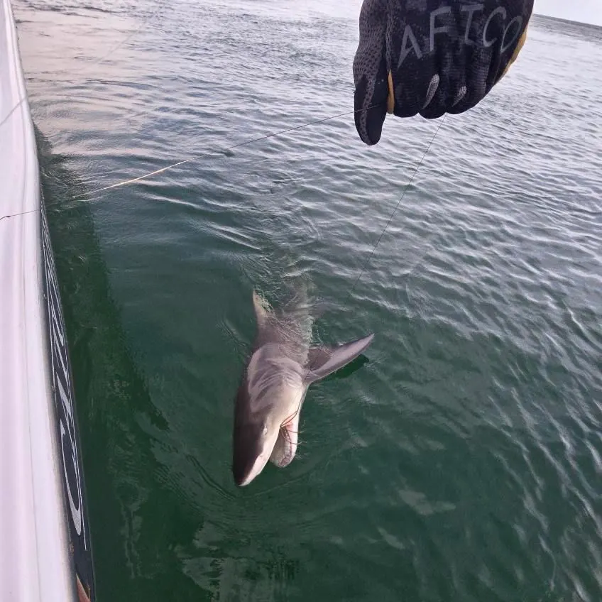 Pacific nurse shark caught on Fishbrain