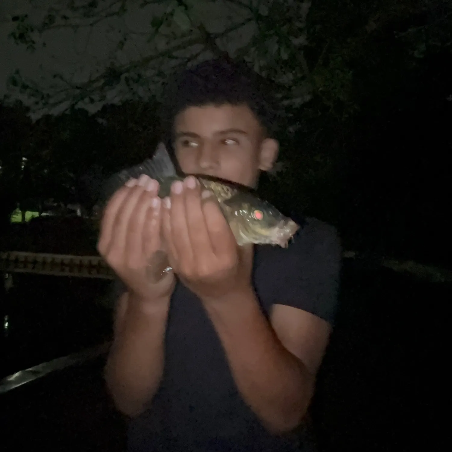 Common carp caught on Fishbrain